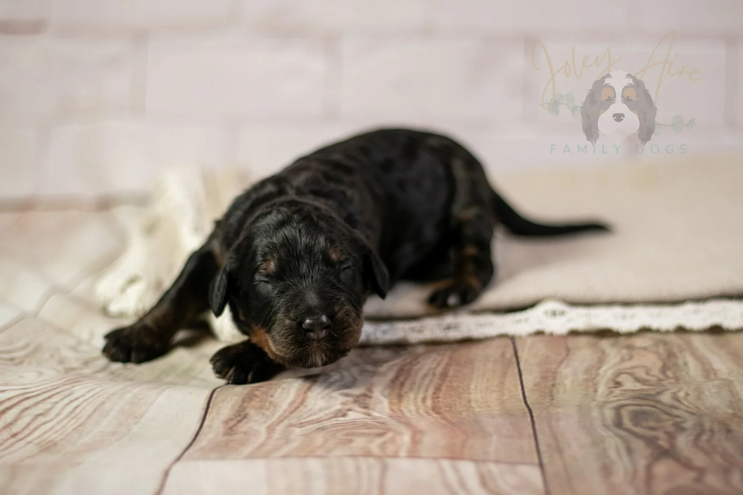 Acadia Bernedoodle Puppy-130.jpg