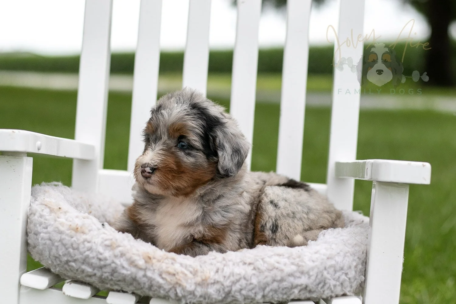 Rachel Lynde Bernedoodle Puppy-0996.jpg