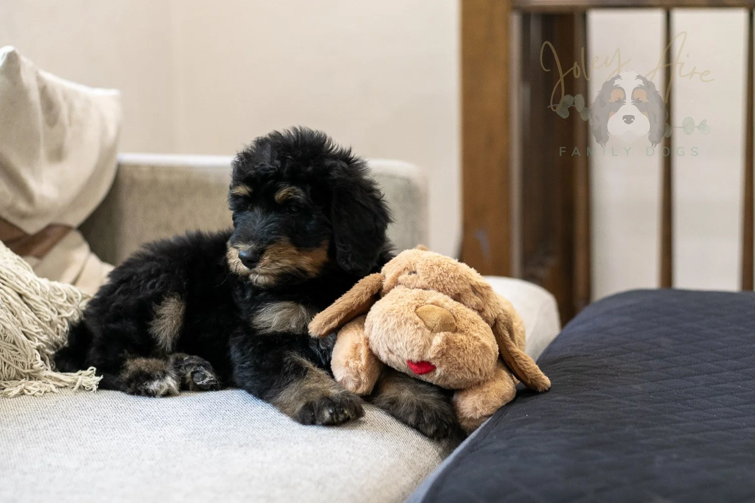 Gilbert Bernedoodle Puppy-335.jpg
