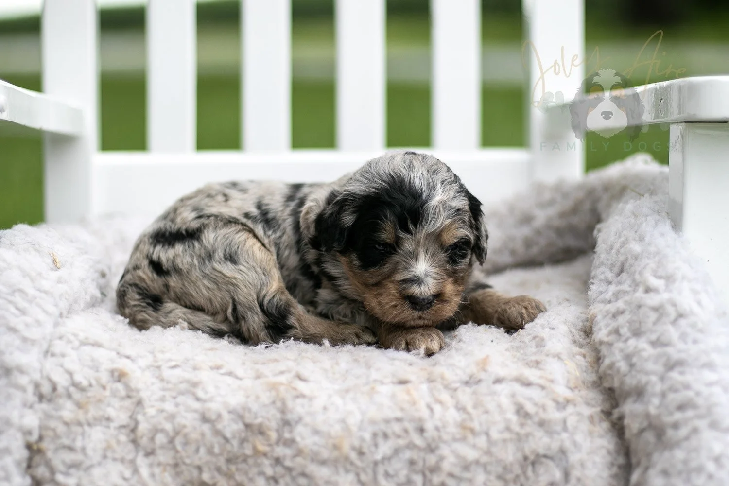 Frida Kahlo Bernedoodle Puppy-722.jpg
