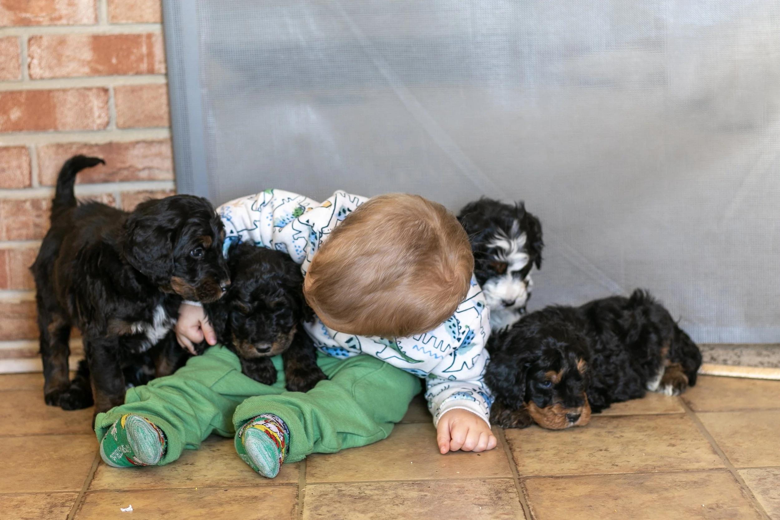 Whole Litter Disney Princess Litter-14.jpg