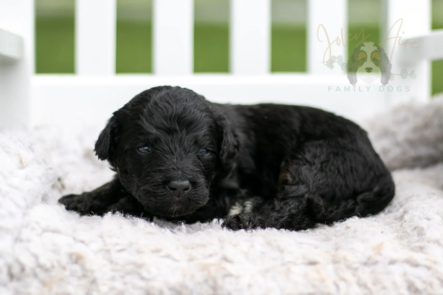 Andy Warhol Bernedoodle Puppy-710.jpg