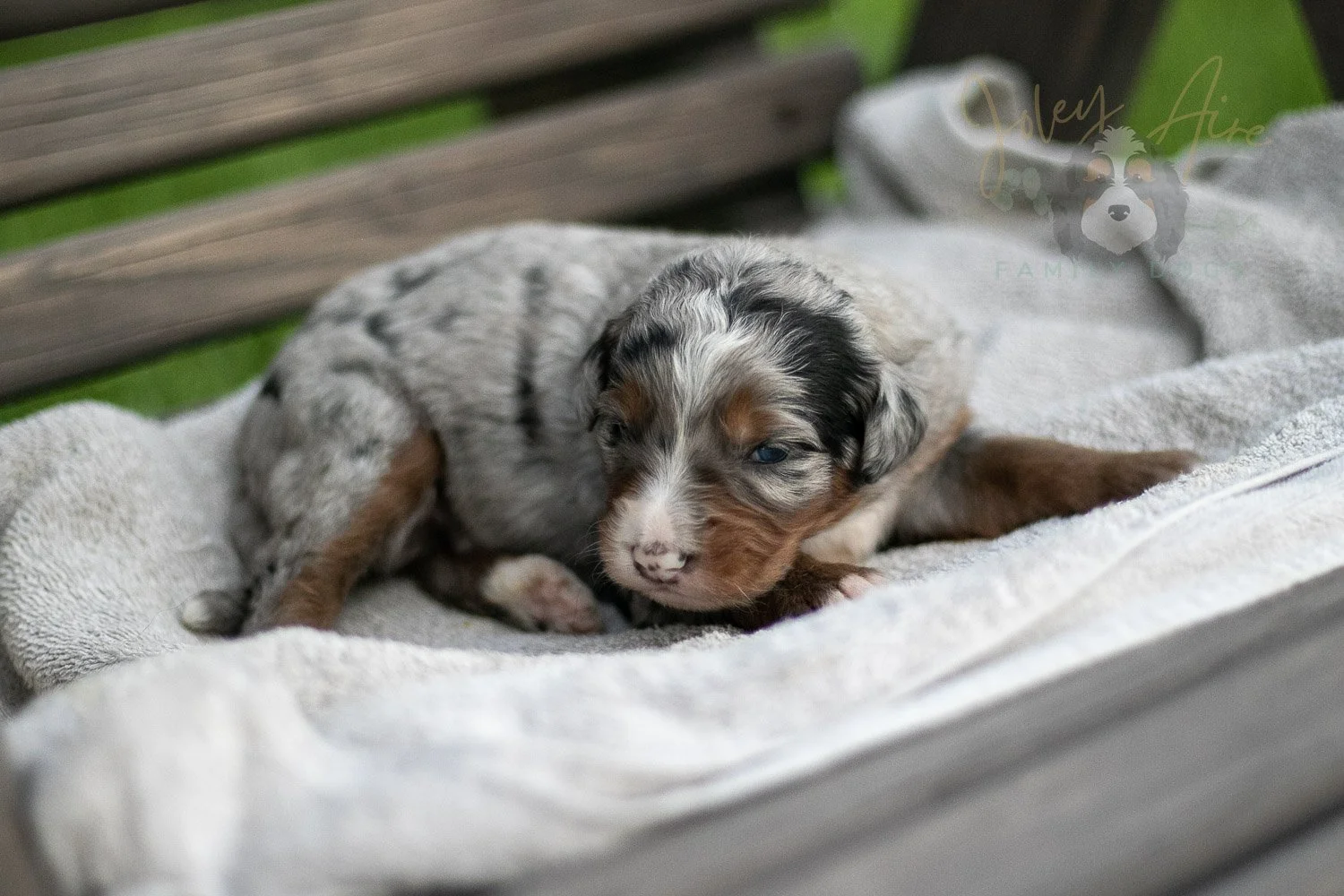 Rachel Lynde Bernedoodle Puppy-40.jpg
