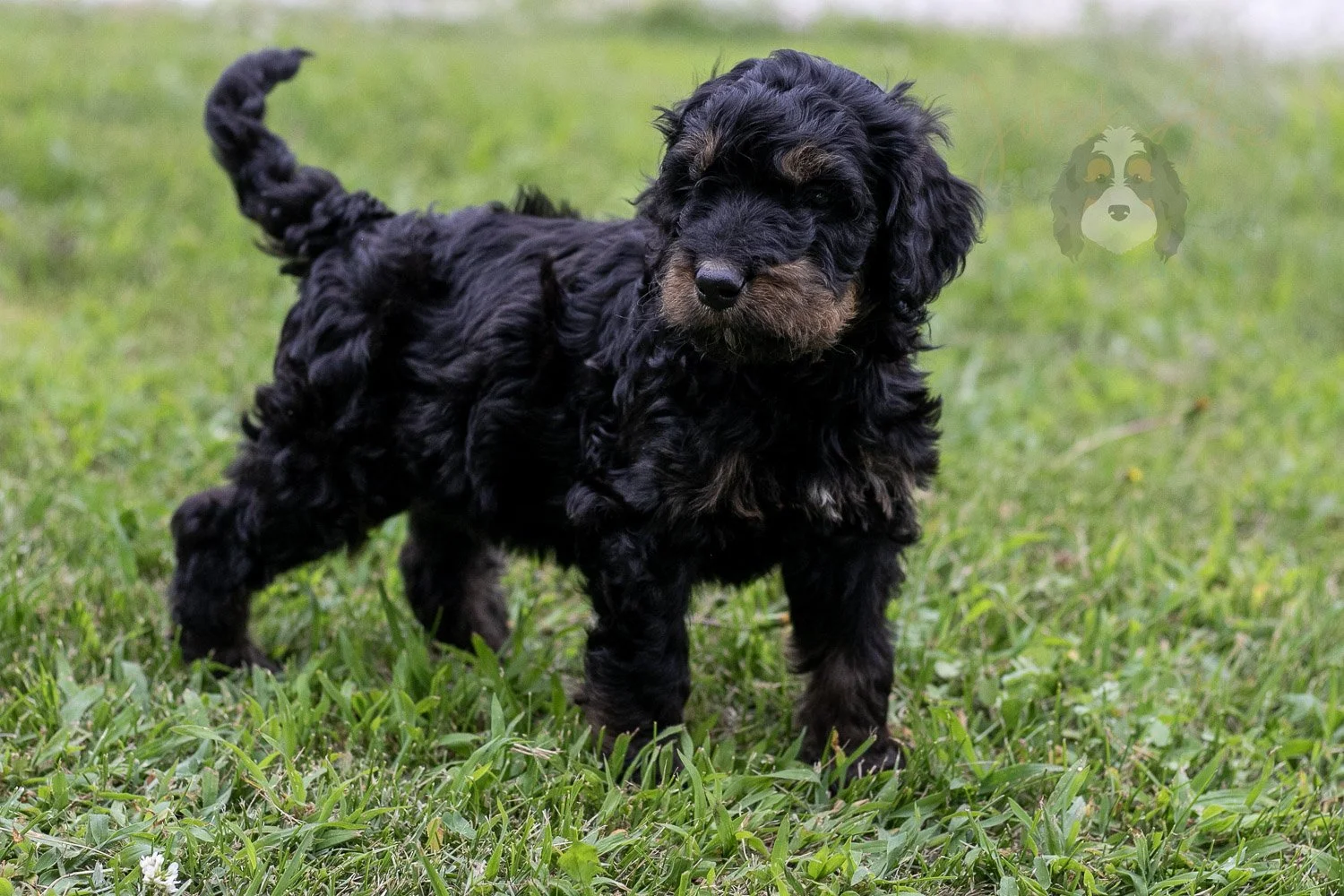 Bryce Bernedoodle Puppy-80.jpg
