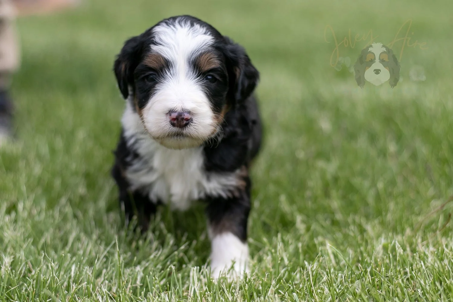 Harmonica Bernedoodle Puppy-17.jpg