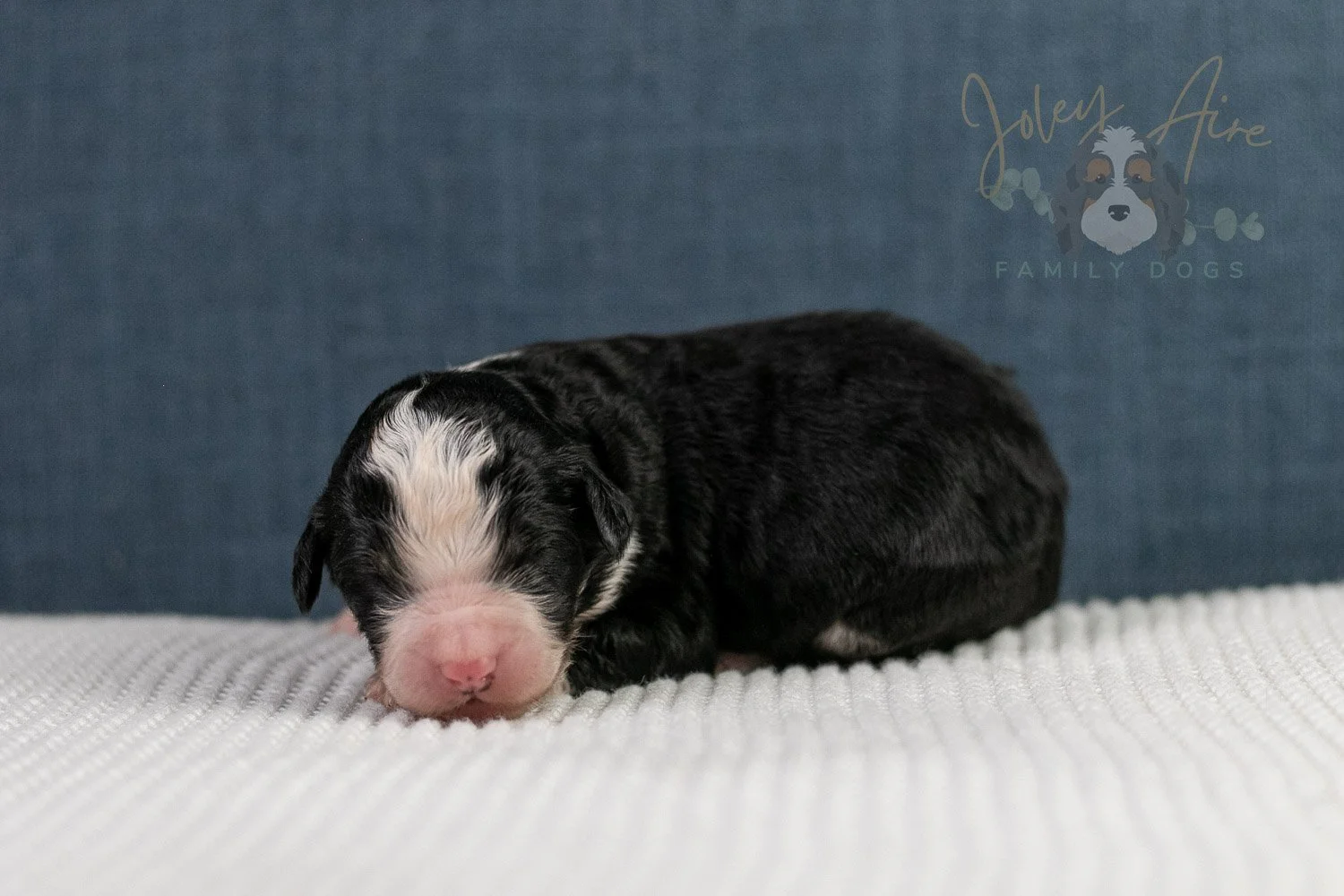 Auggie Bernedoodle Puppy-57.jpg