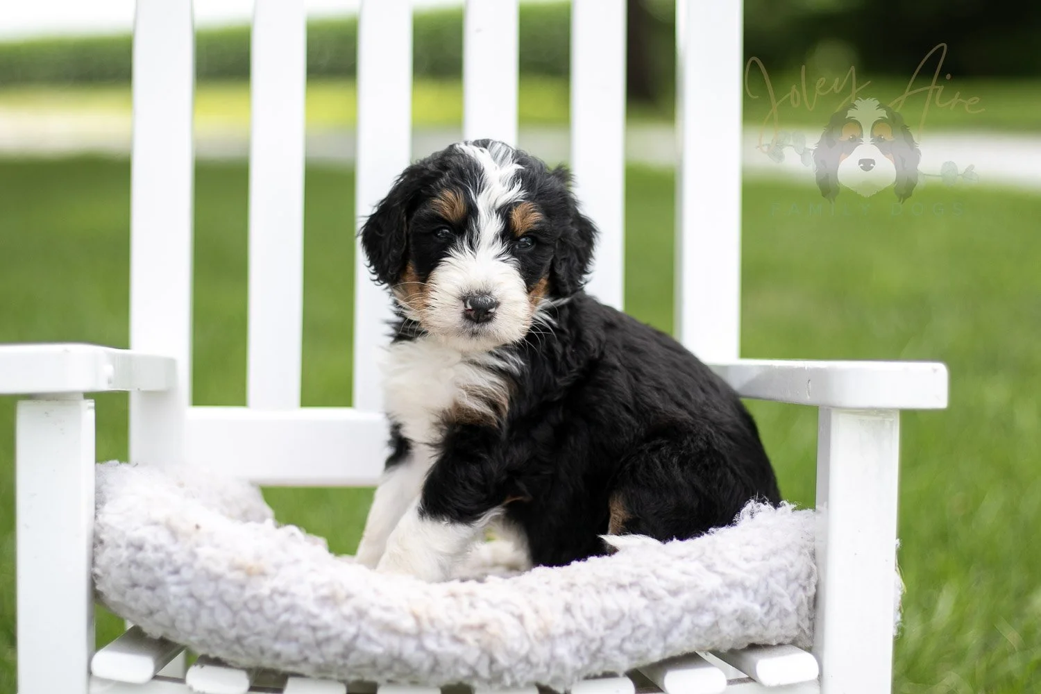 Zion Bernedoodle Puppy-807.jpg