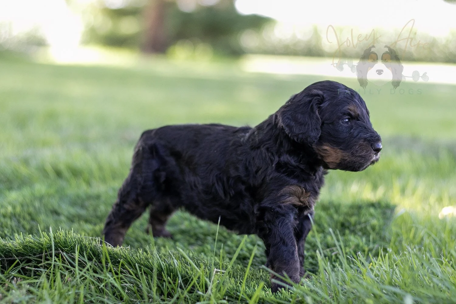 Bryce Bernedoodle Puppy-404.jpg