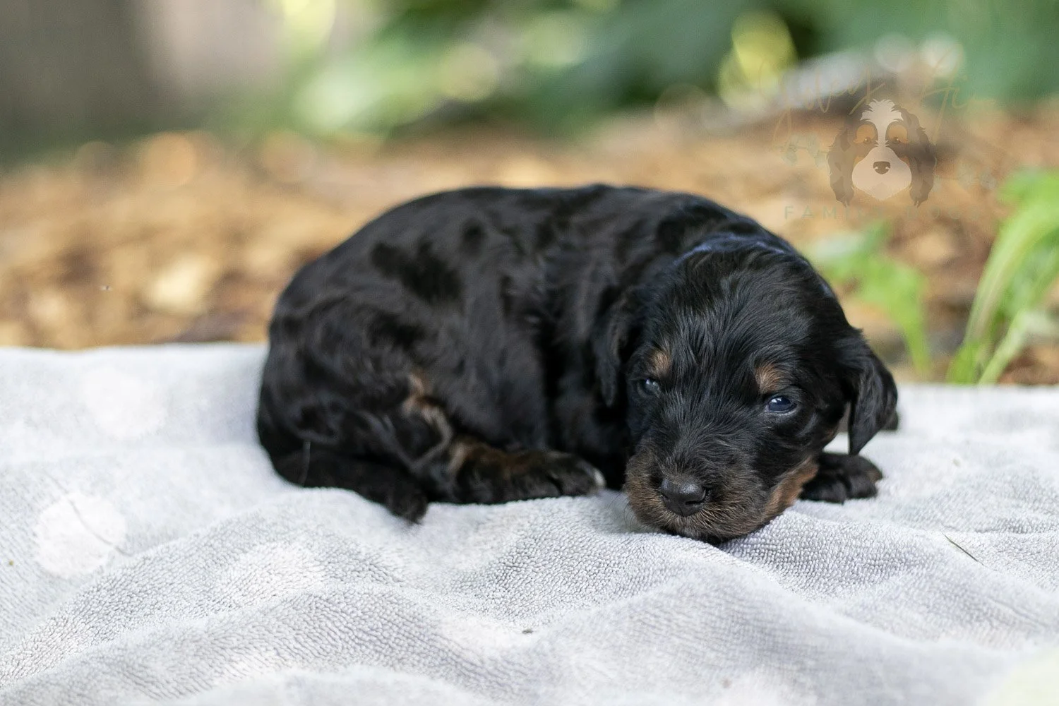 Denali Bernedoodle Puppy-106.jpg