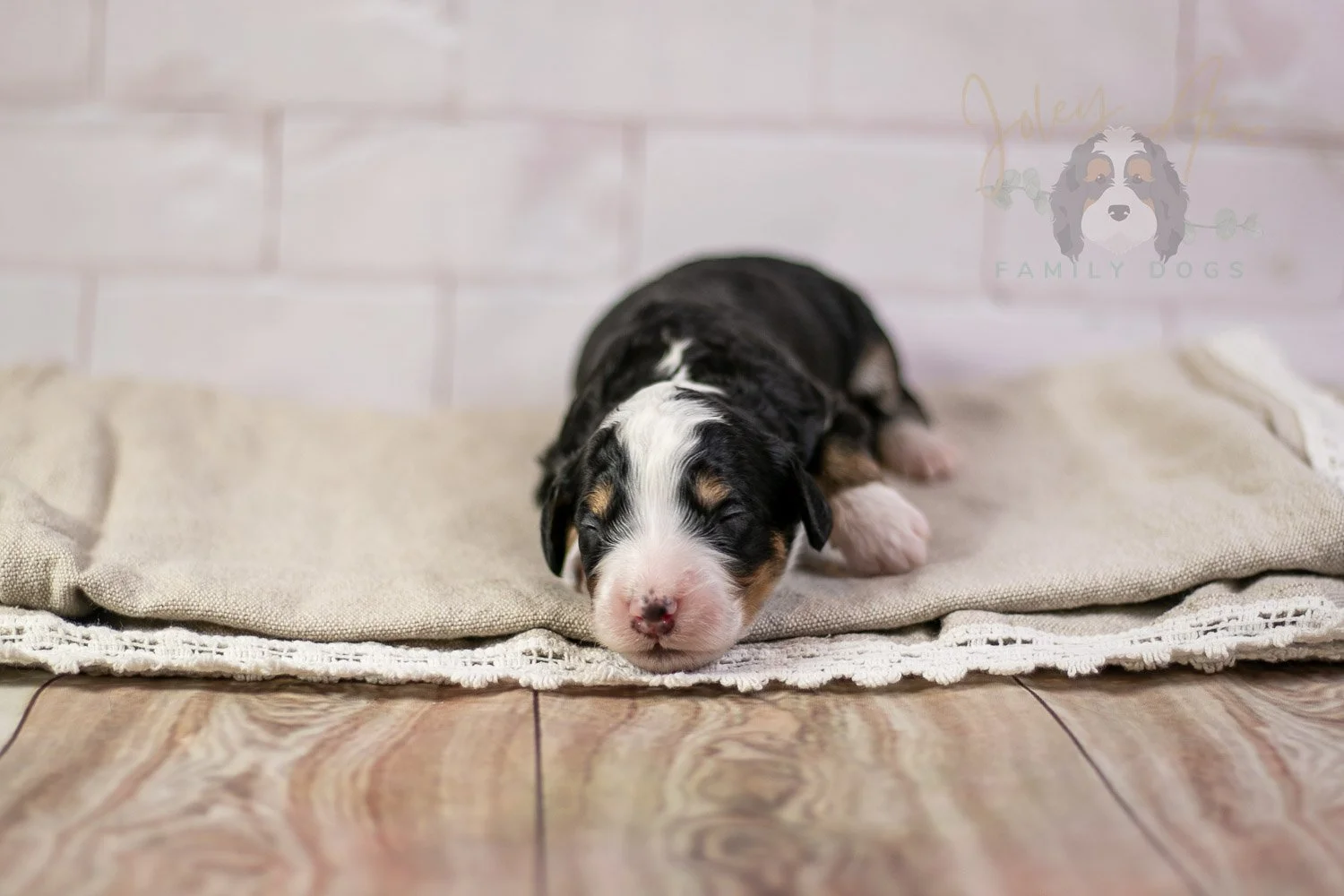 Yellowstone Bernedoodle Puppy-208.jpg