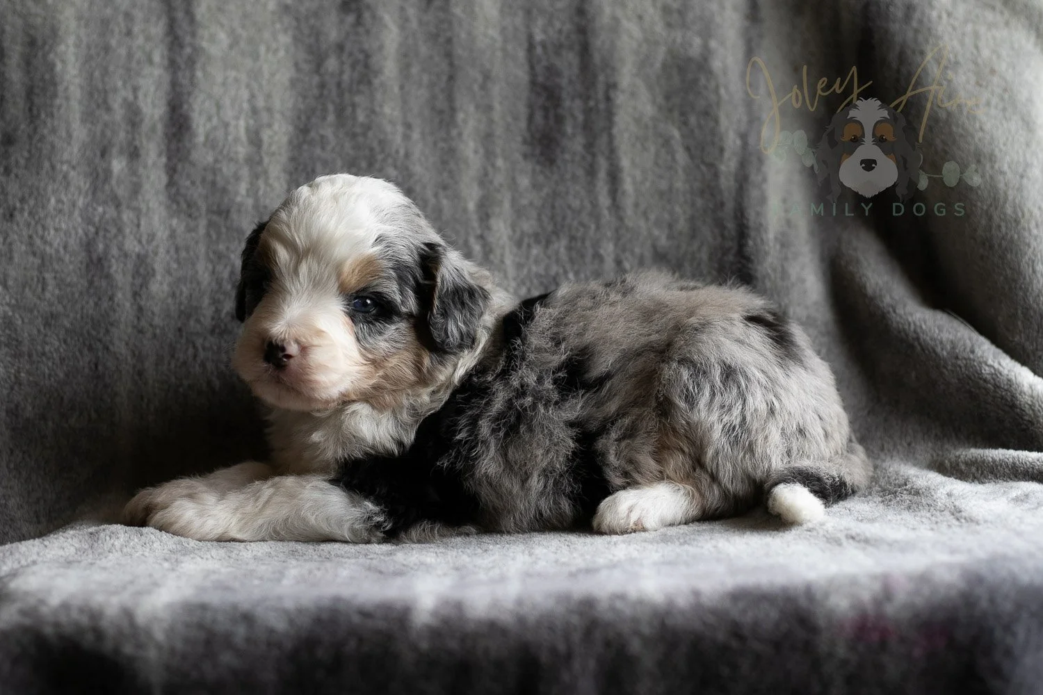 Pablo Picasso Bernedoodle Puppy-111.jpg
