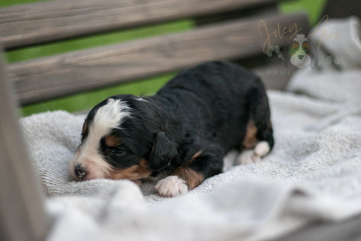 Anne Shriley Bernedoodle Puppy-52.jpg