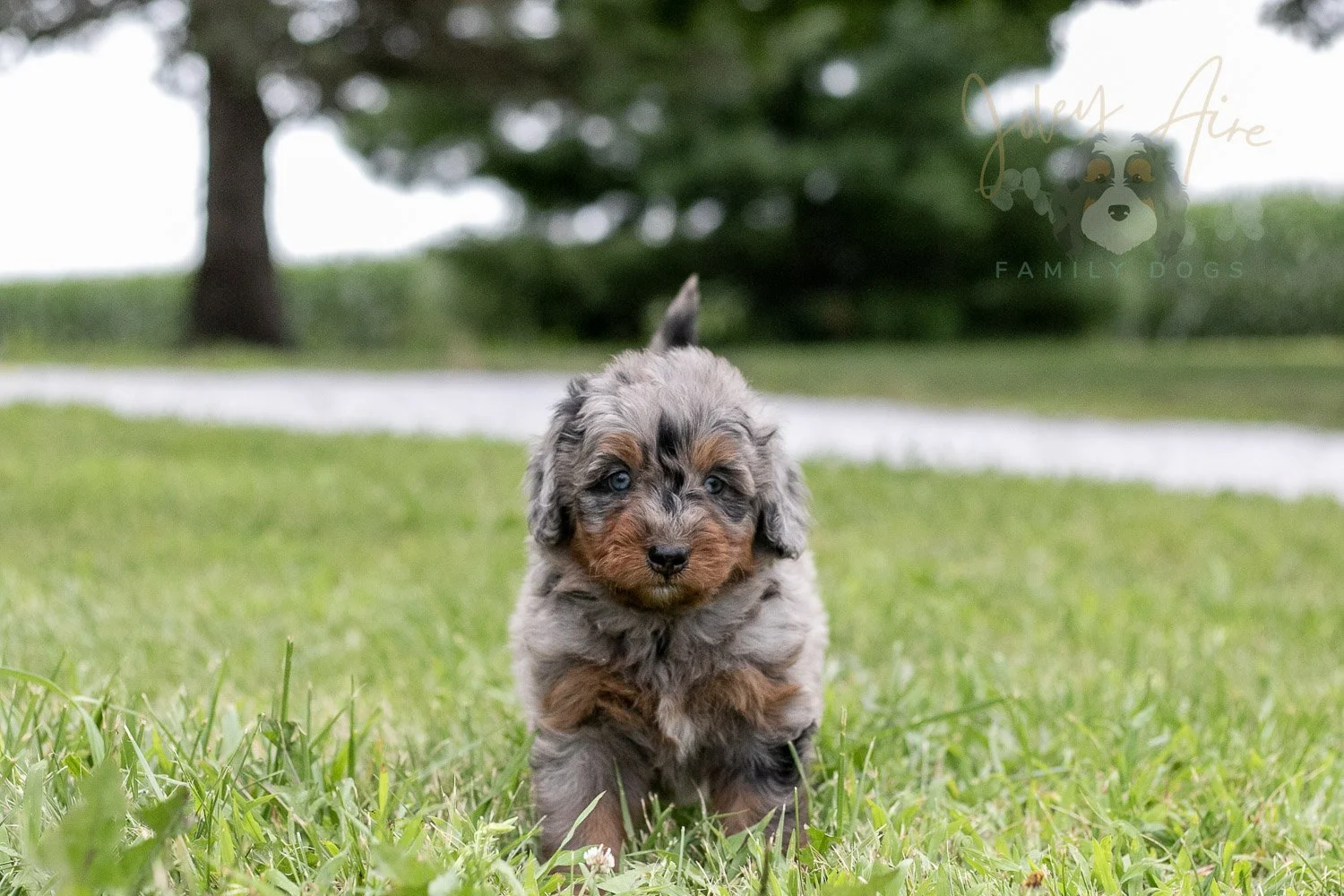 Marilla Cuthbert Bernedoodle Puppy-50.jpg