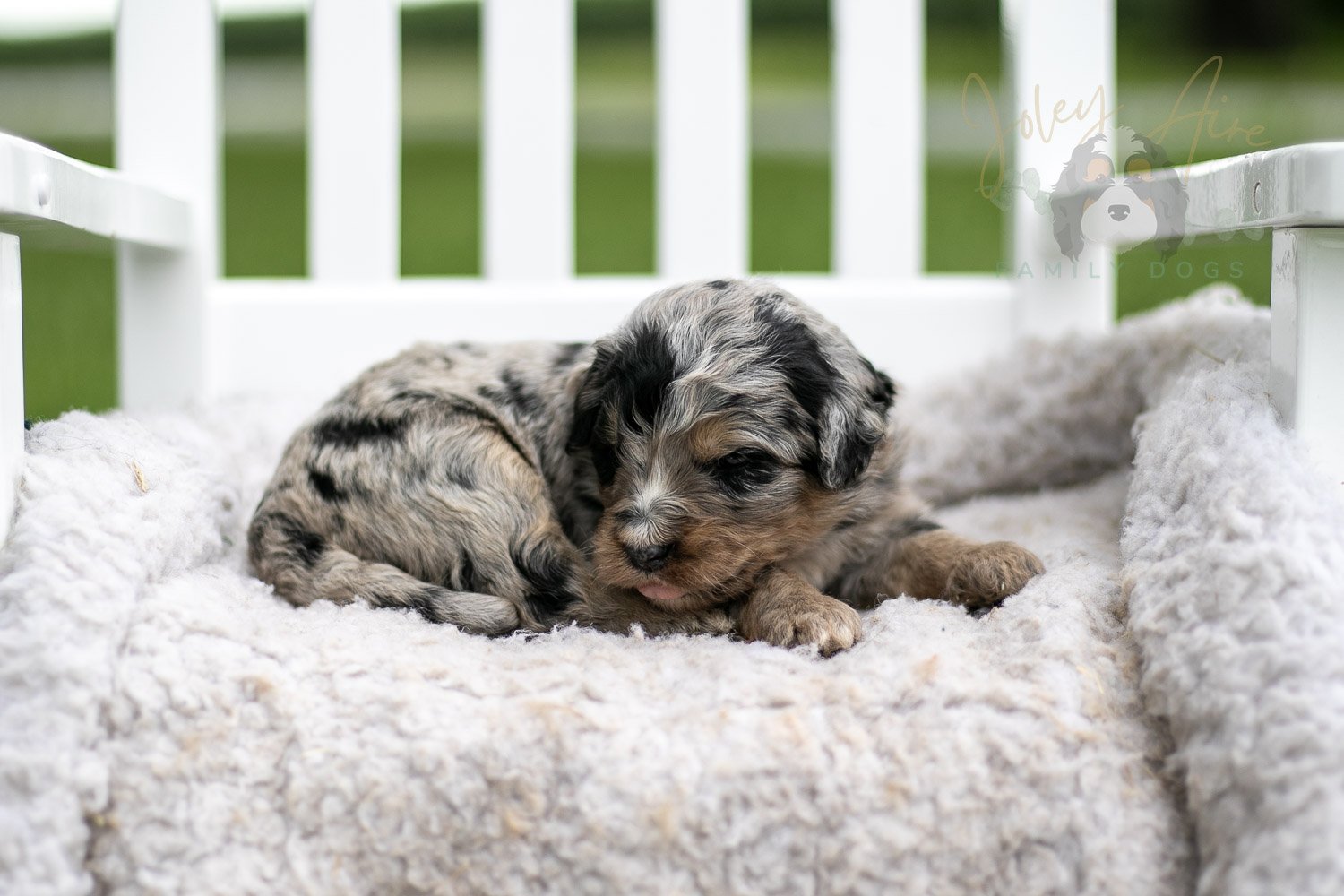 Frida Kahlo Bernedoodle Puppy-723.jpg