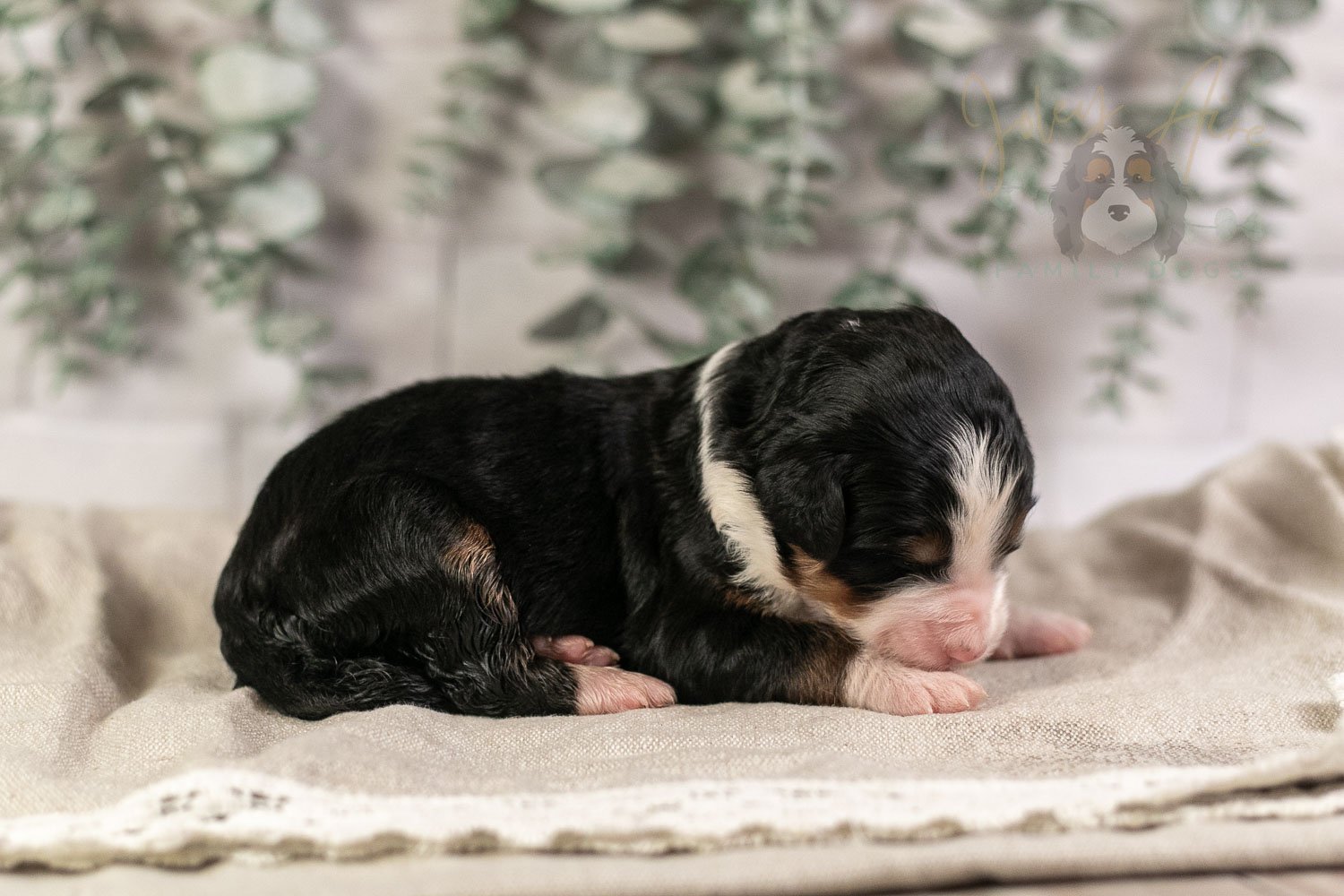Harmonica Bernedoodle Puppy-8.jpg