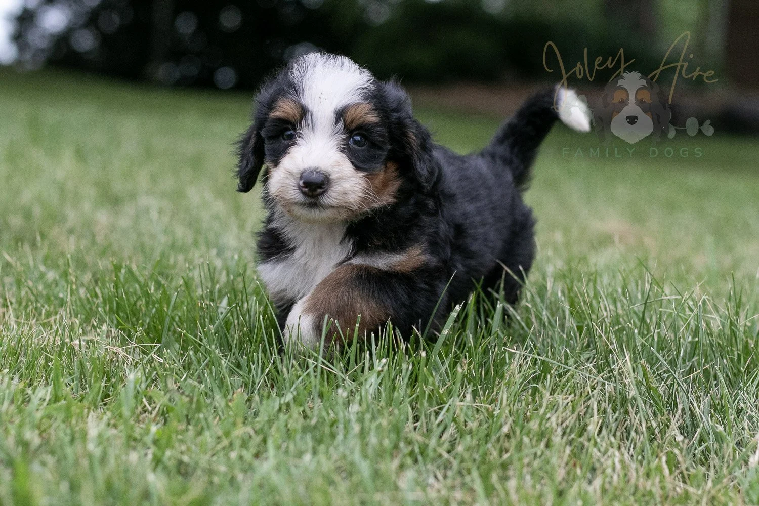 Anne Shirley Bernedoodle Puppy-101.jpg