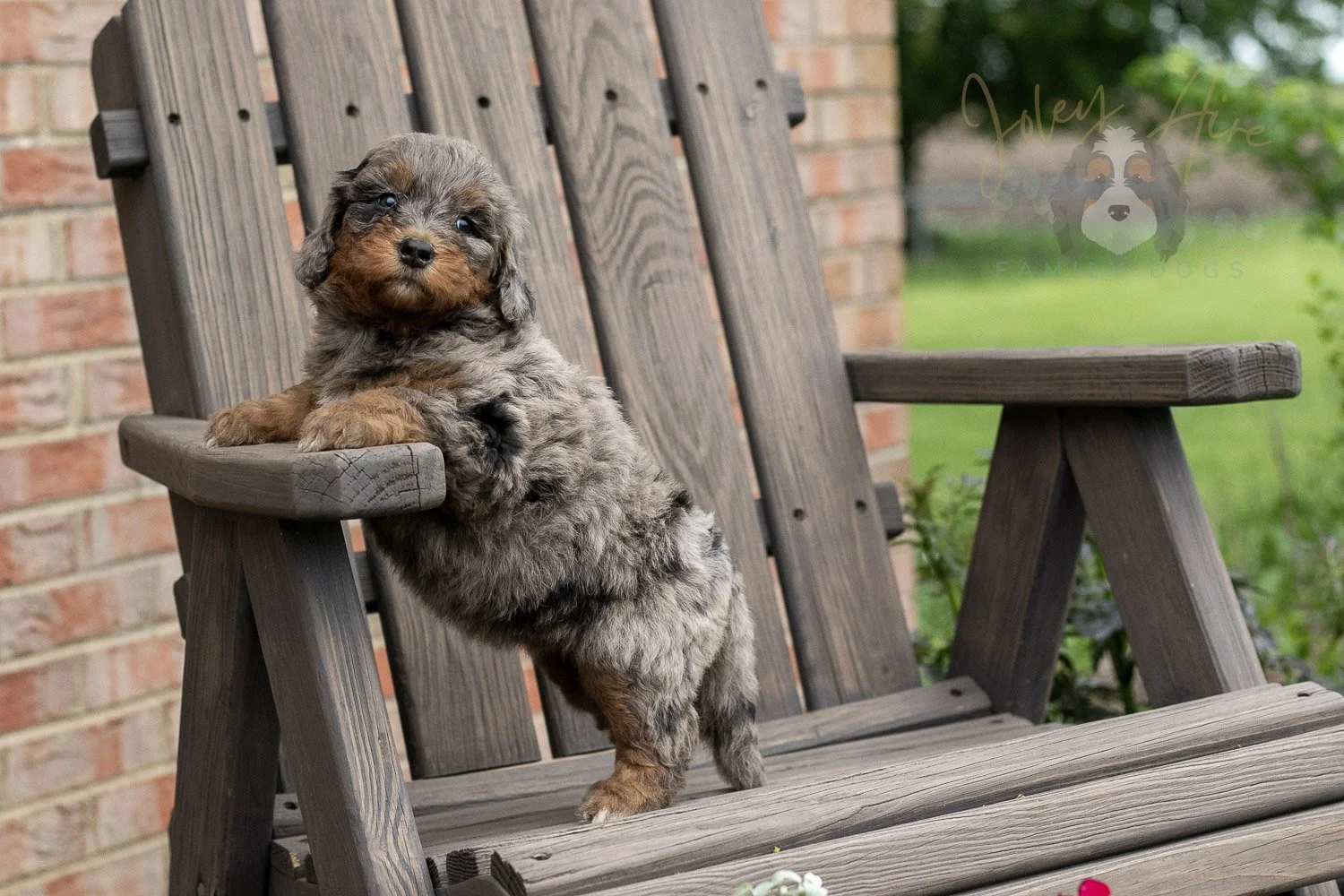 Flute Bernedoodle Puppy-23.jpg