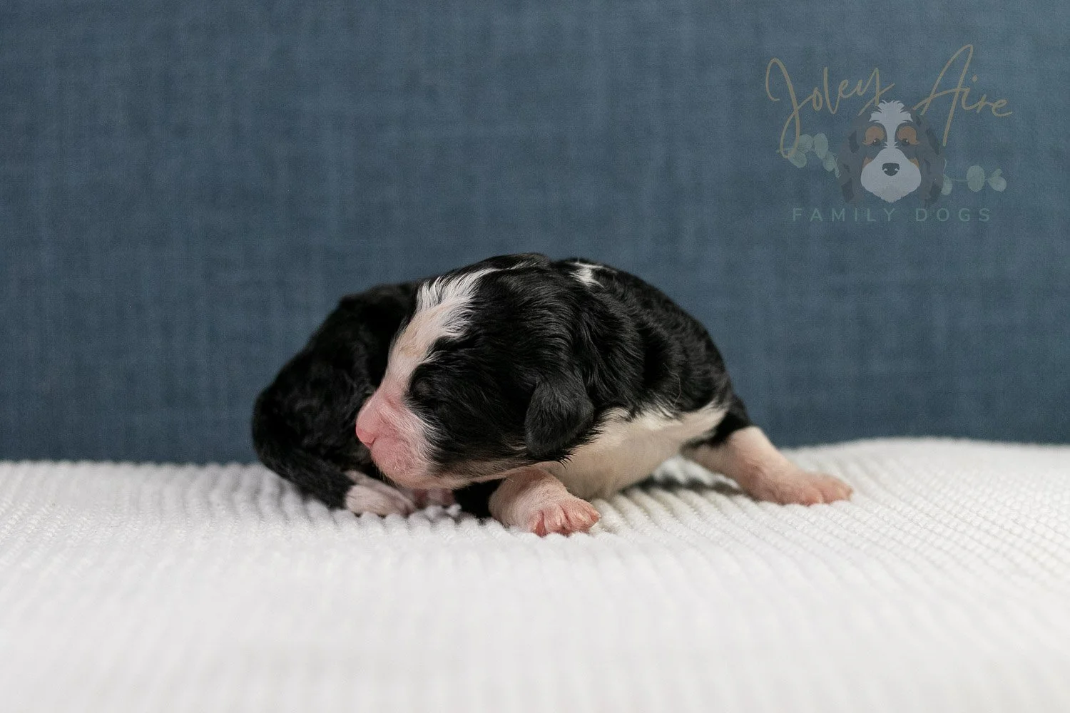 Auggie Bernedoodle Puppy-56.jpg