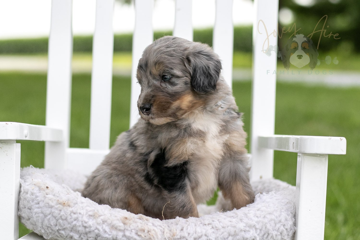 Matthew Cuthbert Bernedoodle Puppy-921.jpg