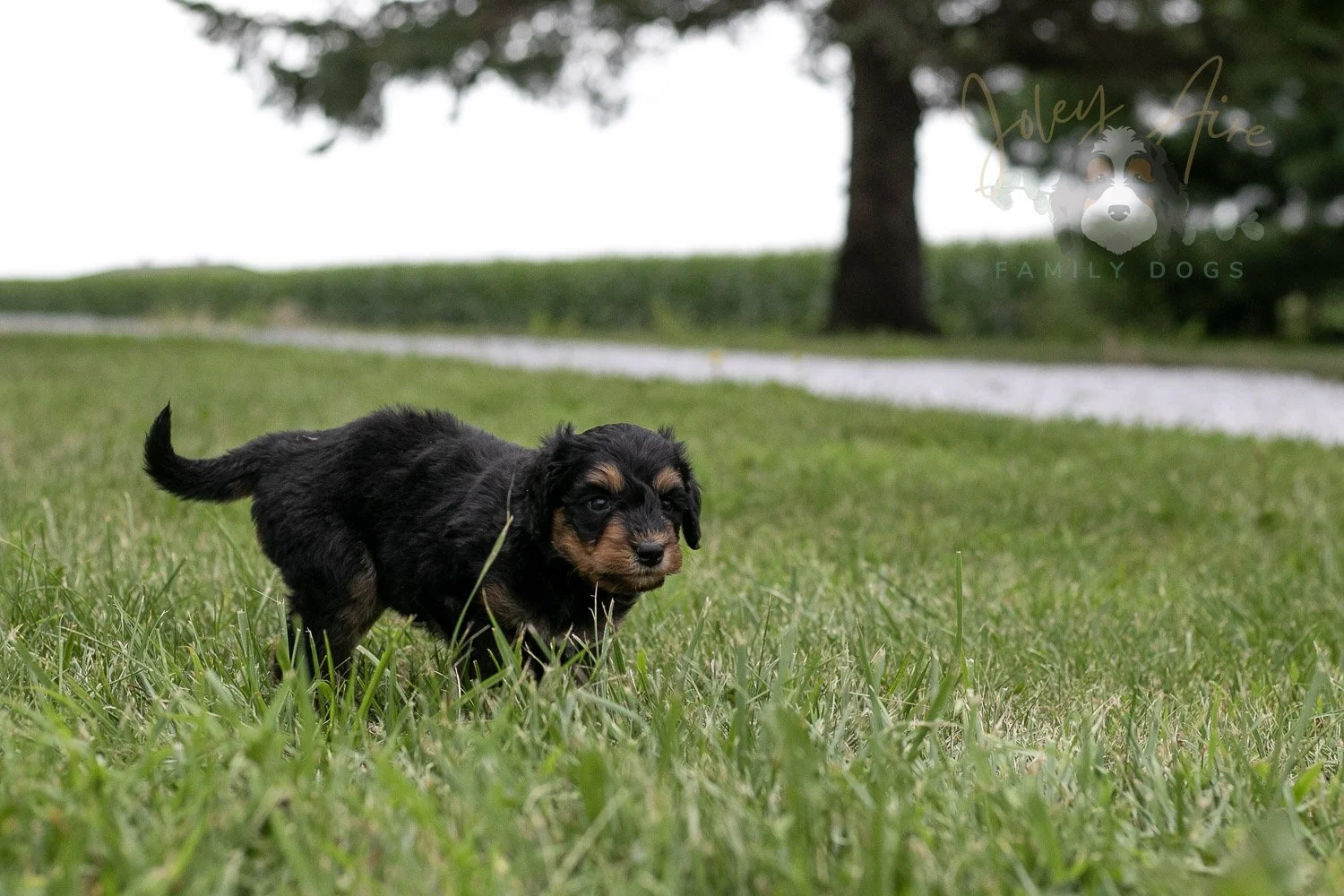 Mini Mae Bernedoodle Puppy-83.jpg
