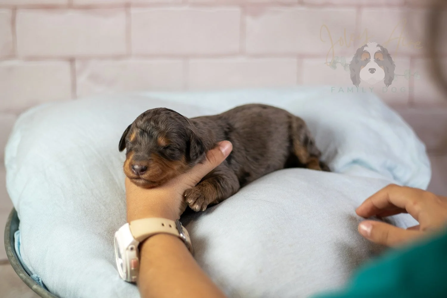 Josie Pye Bernedoodle Puppy-59.jpg