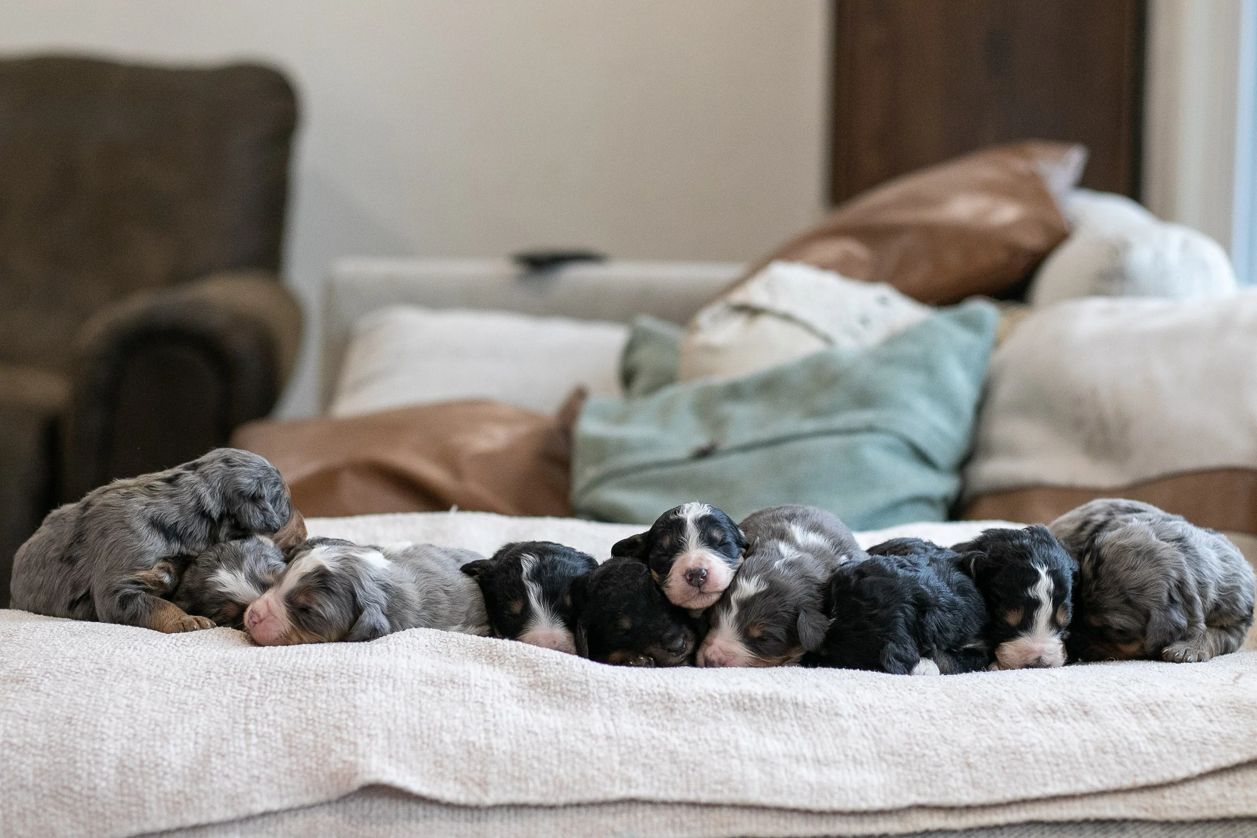 Whole Litter Winter Olympics-4.jpg