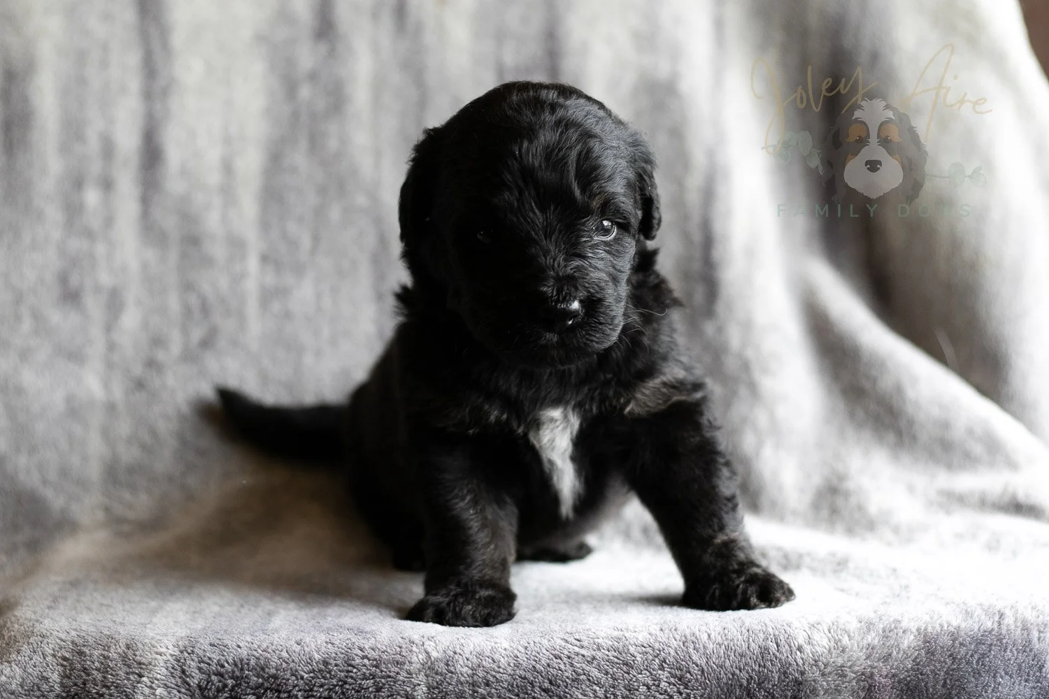 Andy Warhol Bernedoodle Puppy-125.jpg