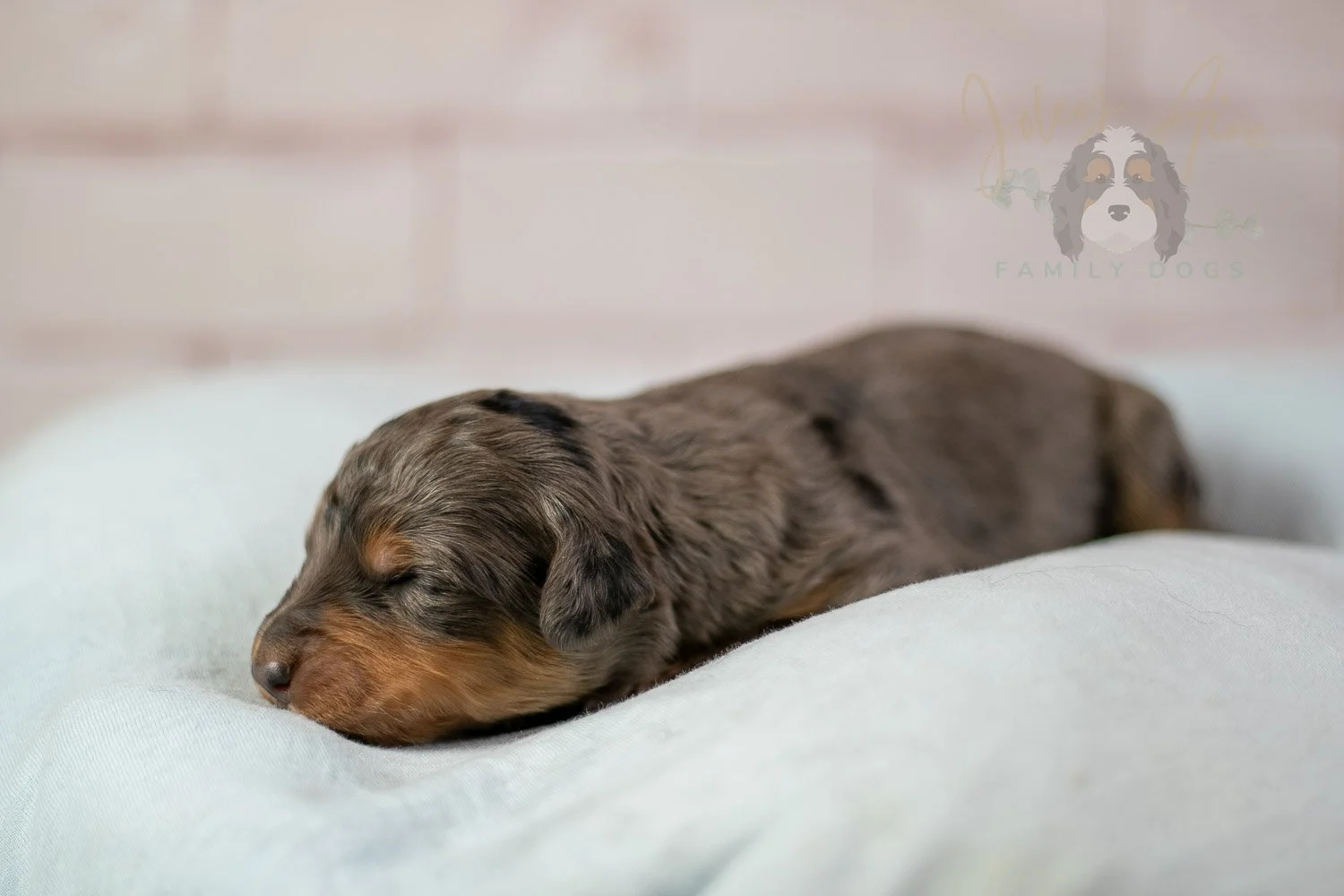 Josie Pye Bernedoodle Puppy-61.jpg