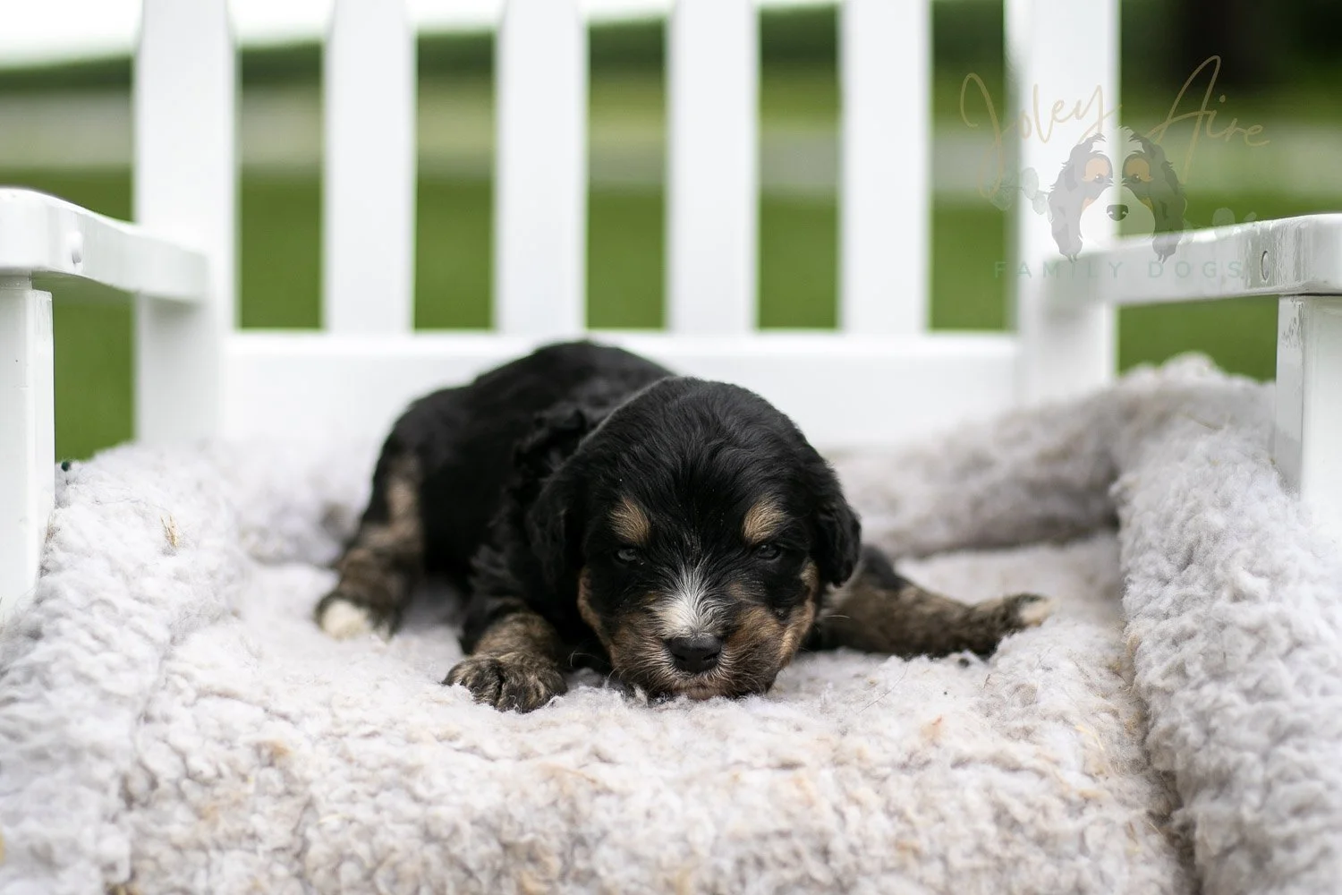 Da Vinci Bernedoodle Puppy-740.jpg