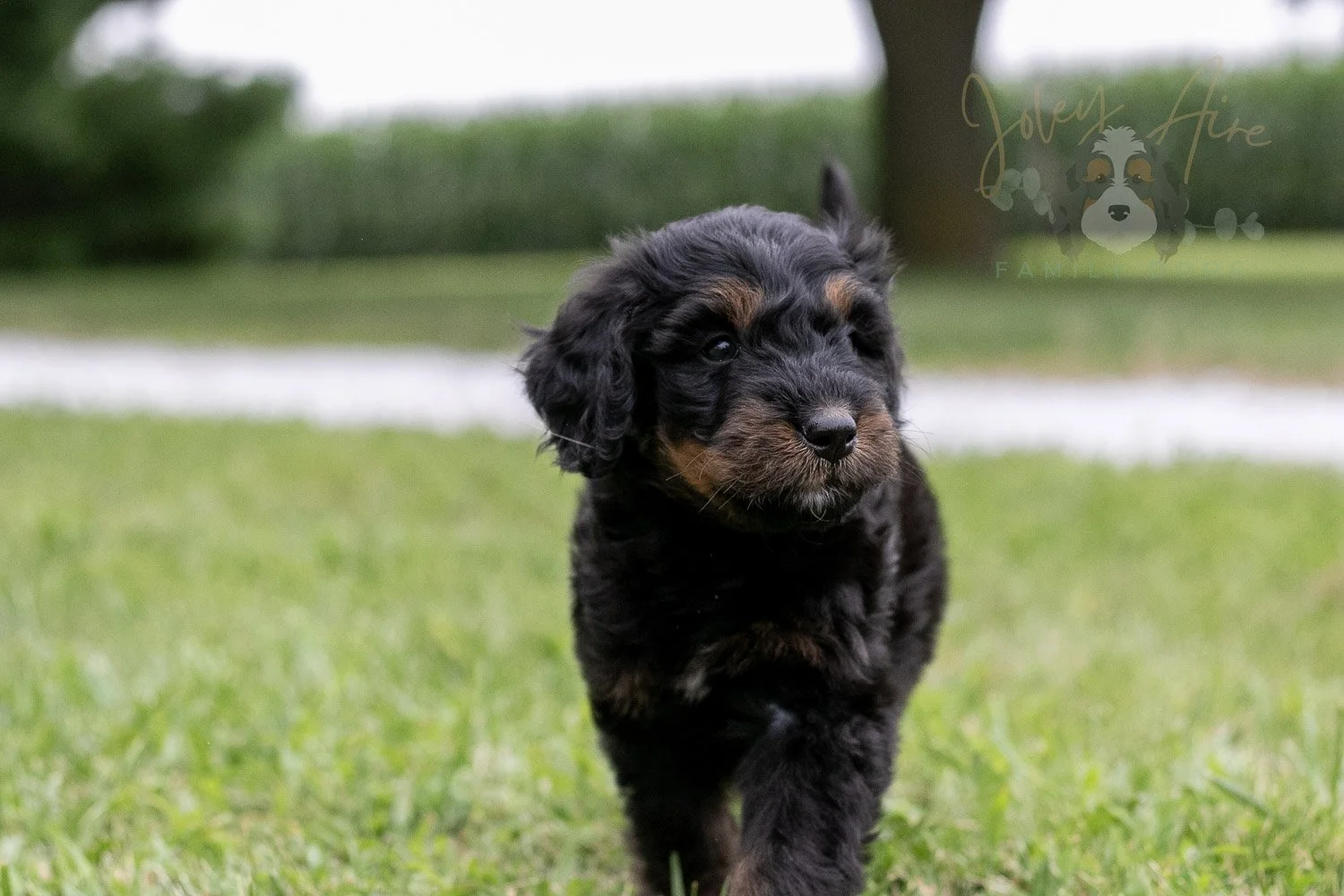 Olympic Bernedoodle Puppy-37.jpg