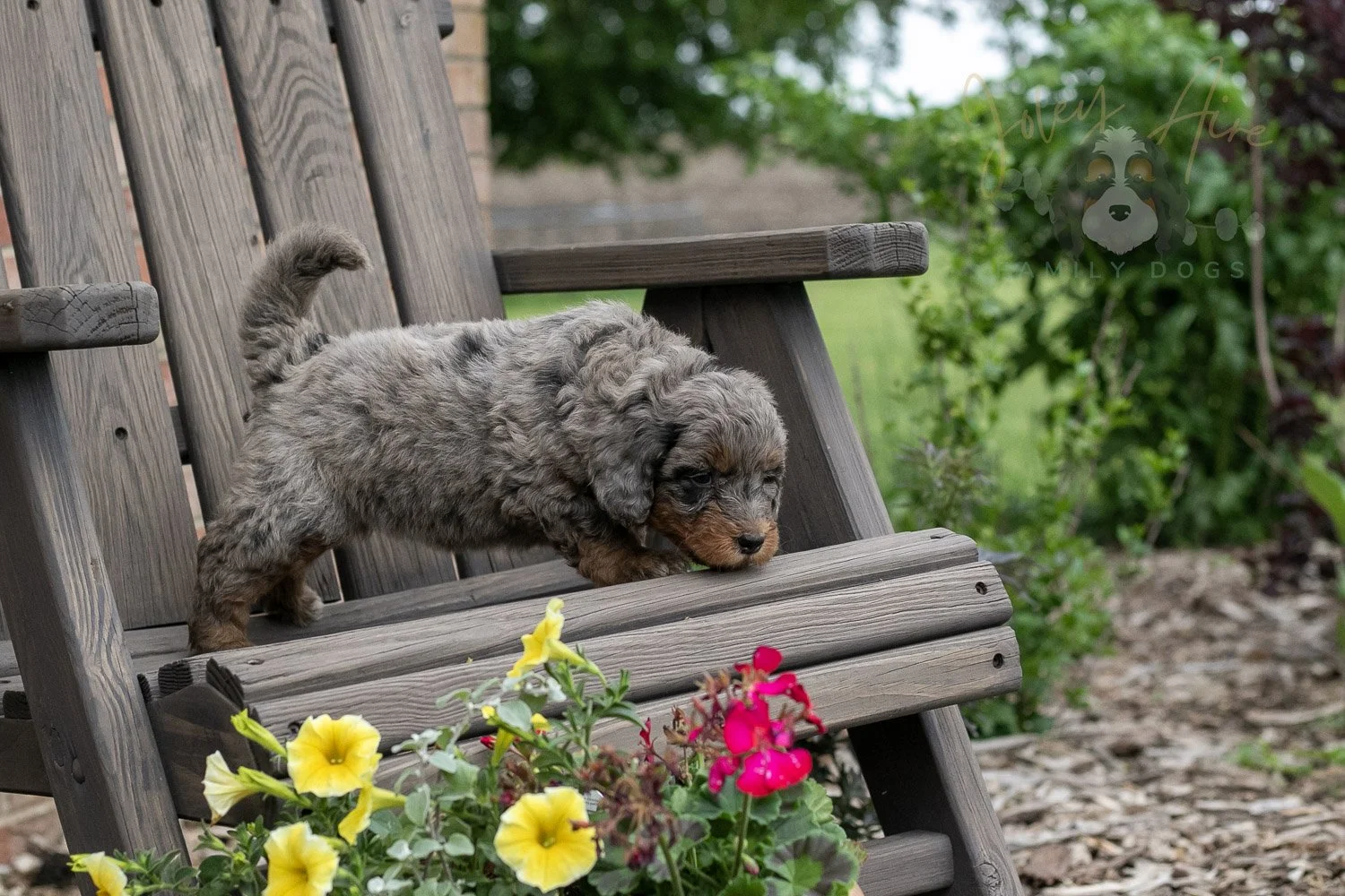 Flute Bernedoodle Puppy-3.jpg