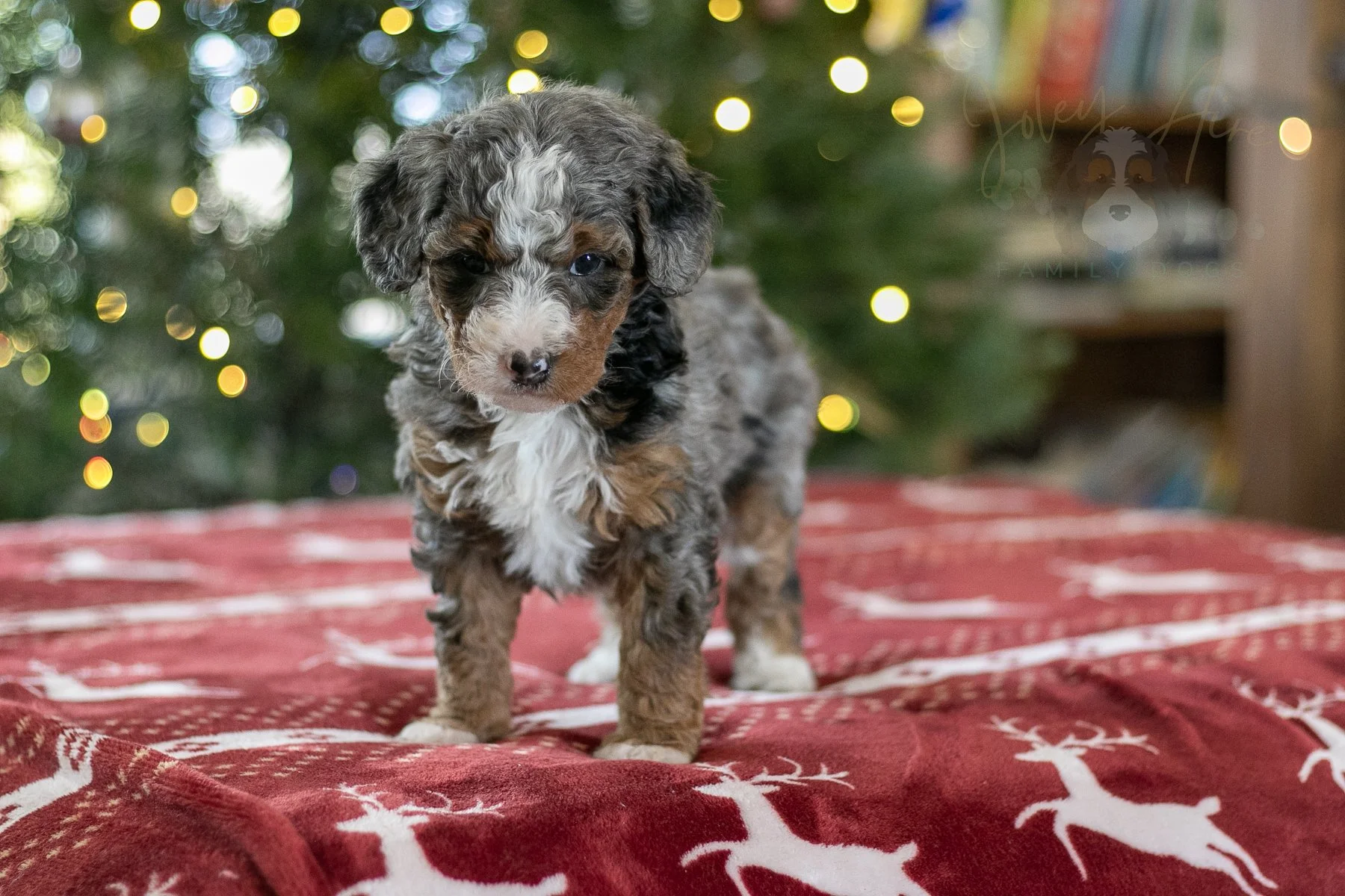 Galadriel 🔴 Reserved