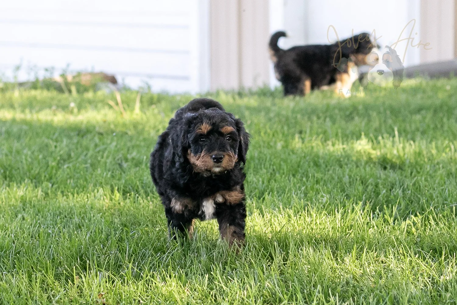 Banjo Bernedoodle Puppy-4.jpg
