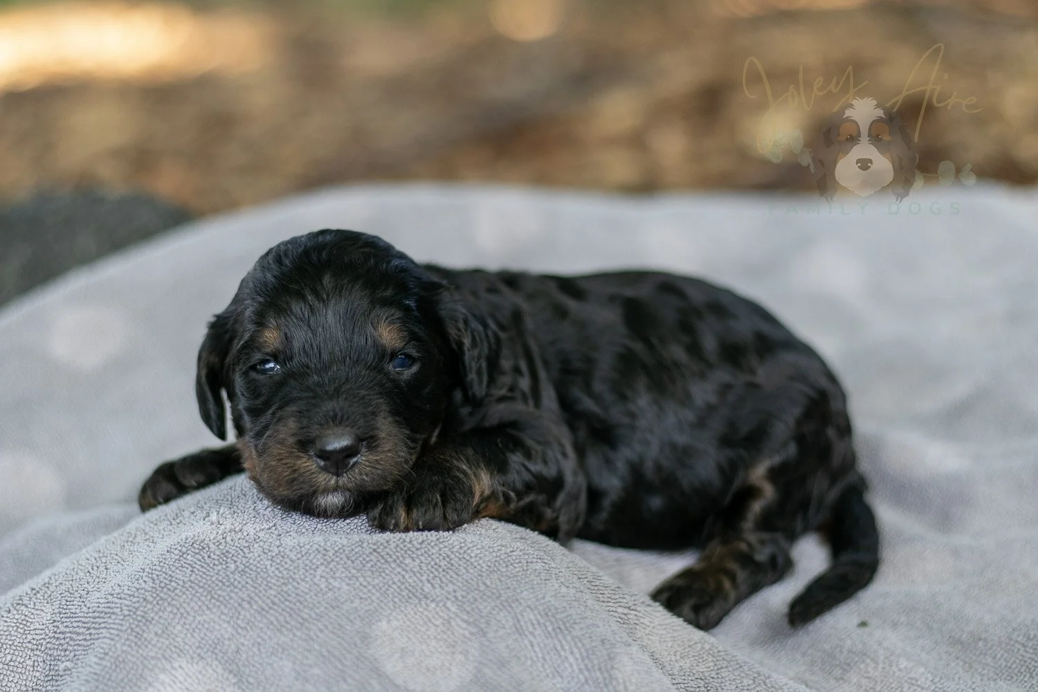 Denali Bernedoodle Puppy-108.jpg