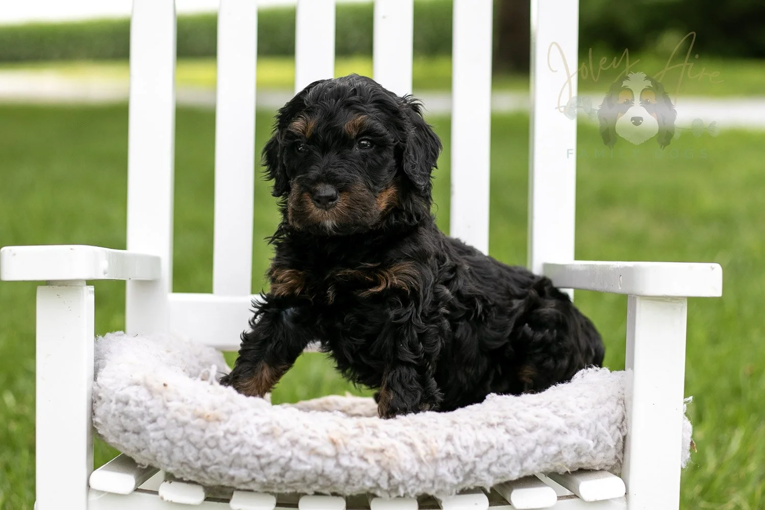 Denali Bernedoodle Puppy-848.jpg