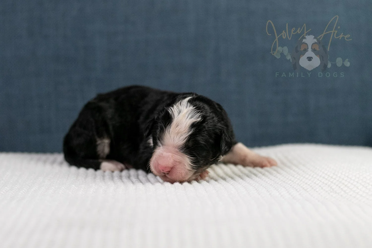 Auggie Bernedoodle Puppy-55.jpg