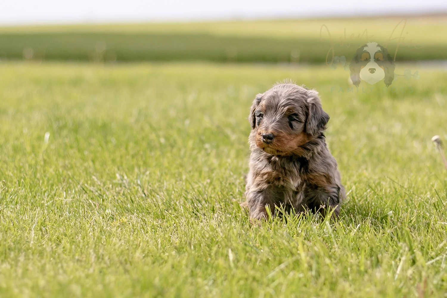 Flute Bernedoodle Puppy-19.jpg