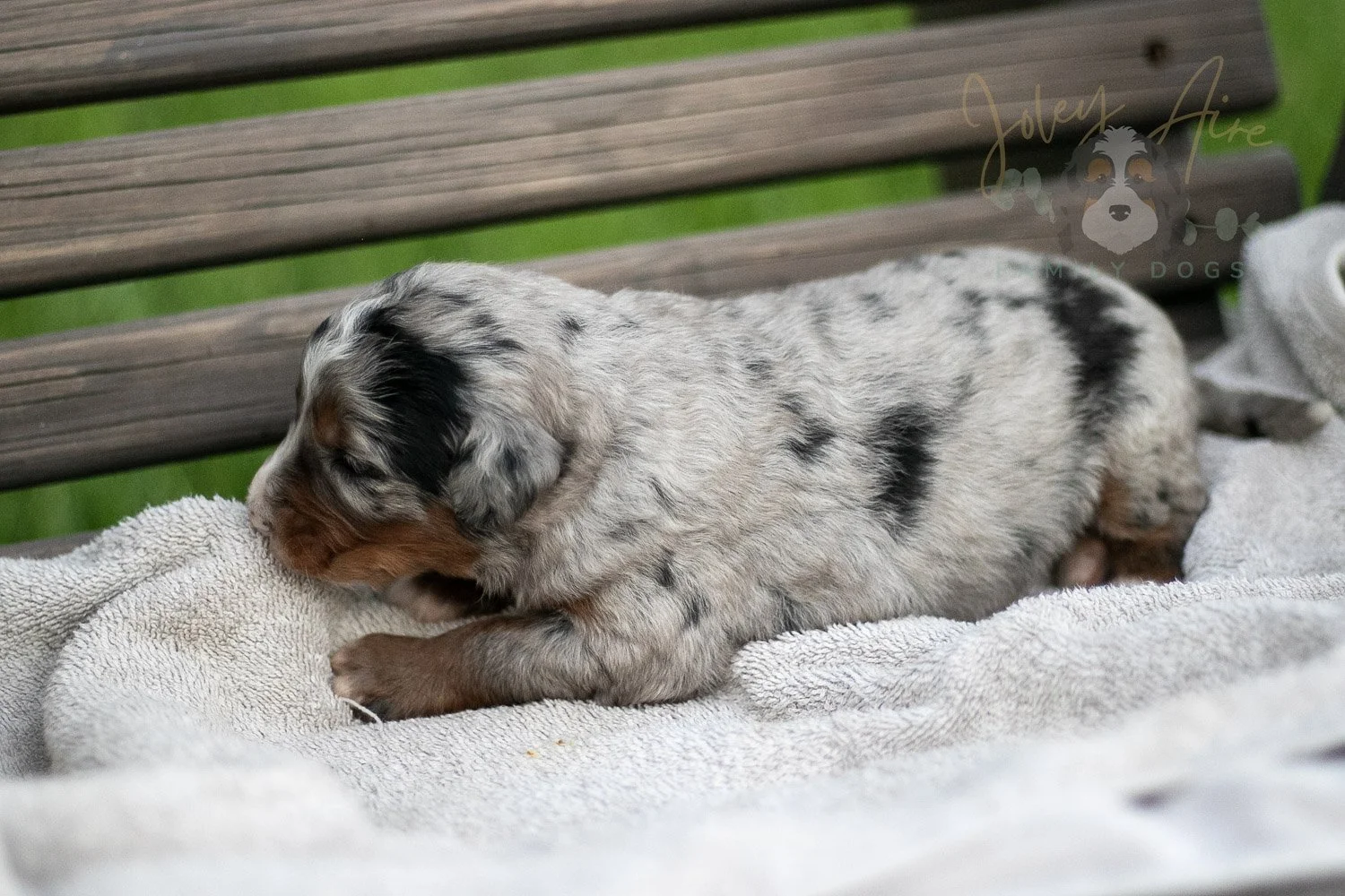 Rachel Lynde Bernedoodle Puppy-44.jpg