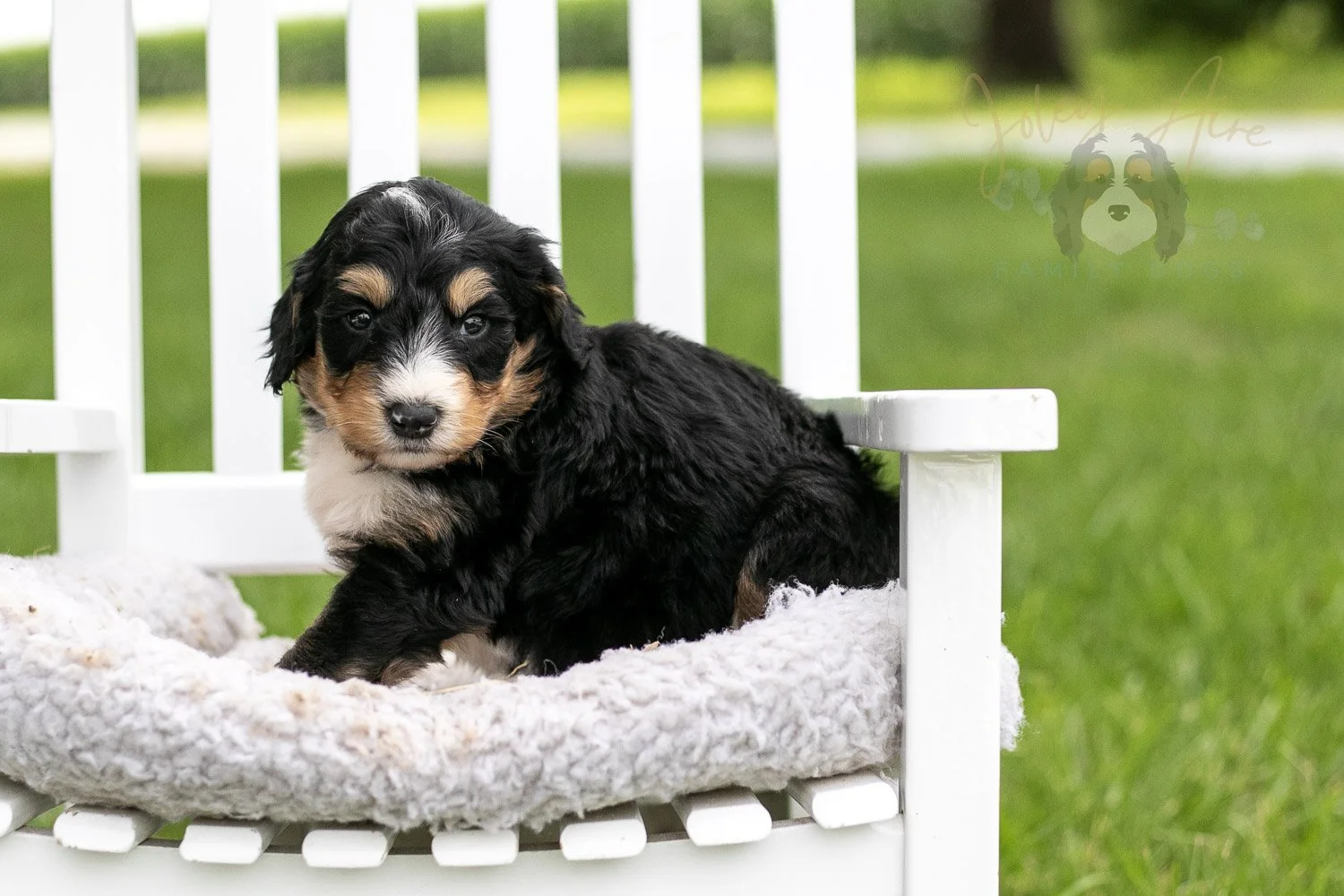 Walter Shirley Bernedoodle Puppy-881.jpg