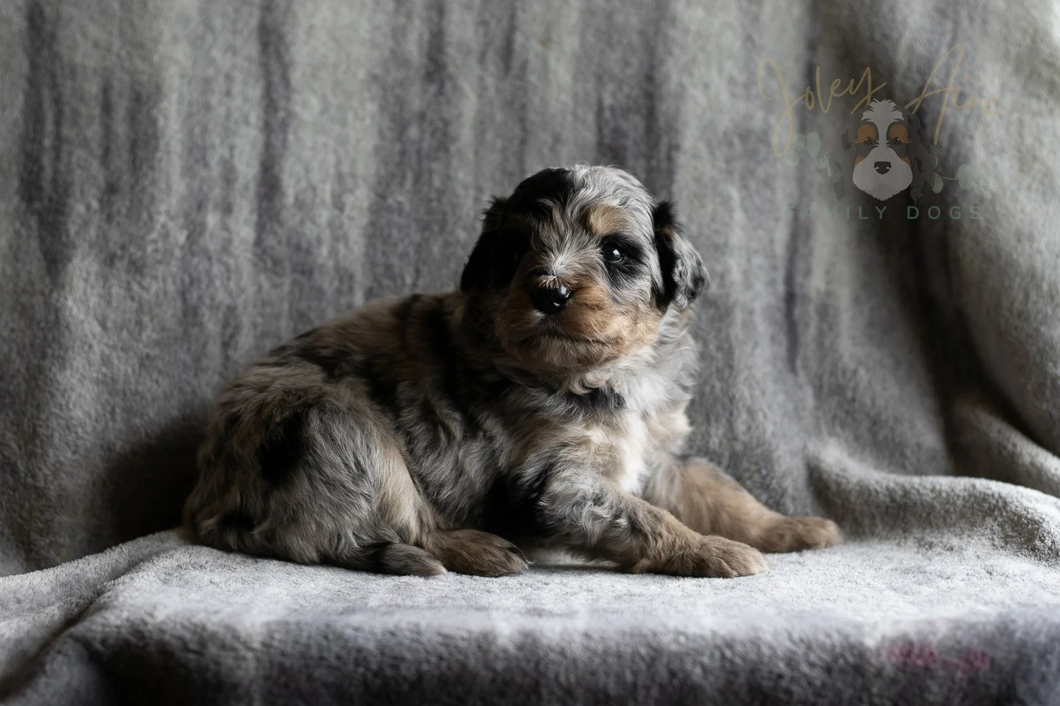 Frida Bernedoodle Puppy-151.jpg