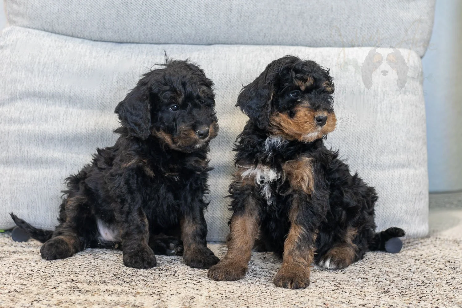 Aurora & Cinderella Bernedoodle Puppy-07.jpg