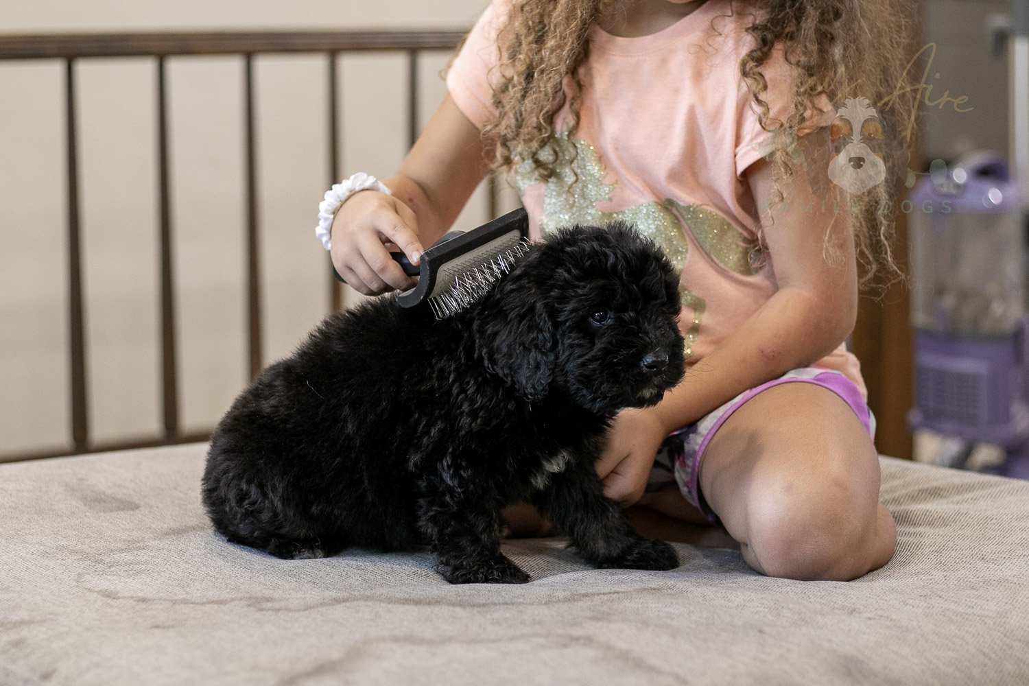 Claude Bernedoodle Puppy-251.jpg