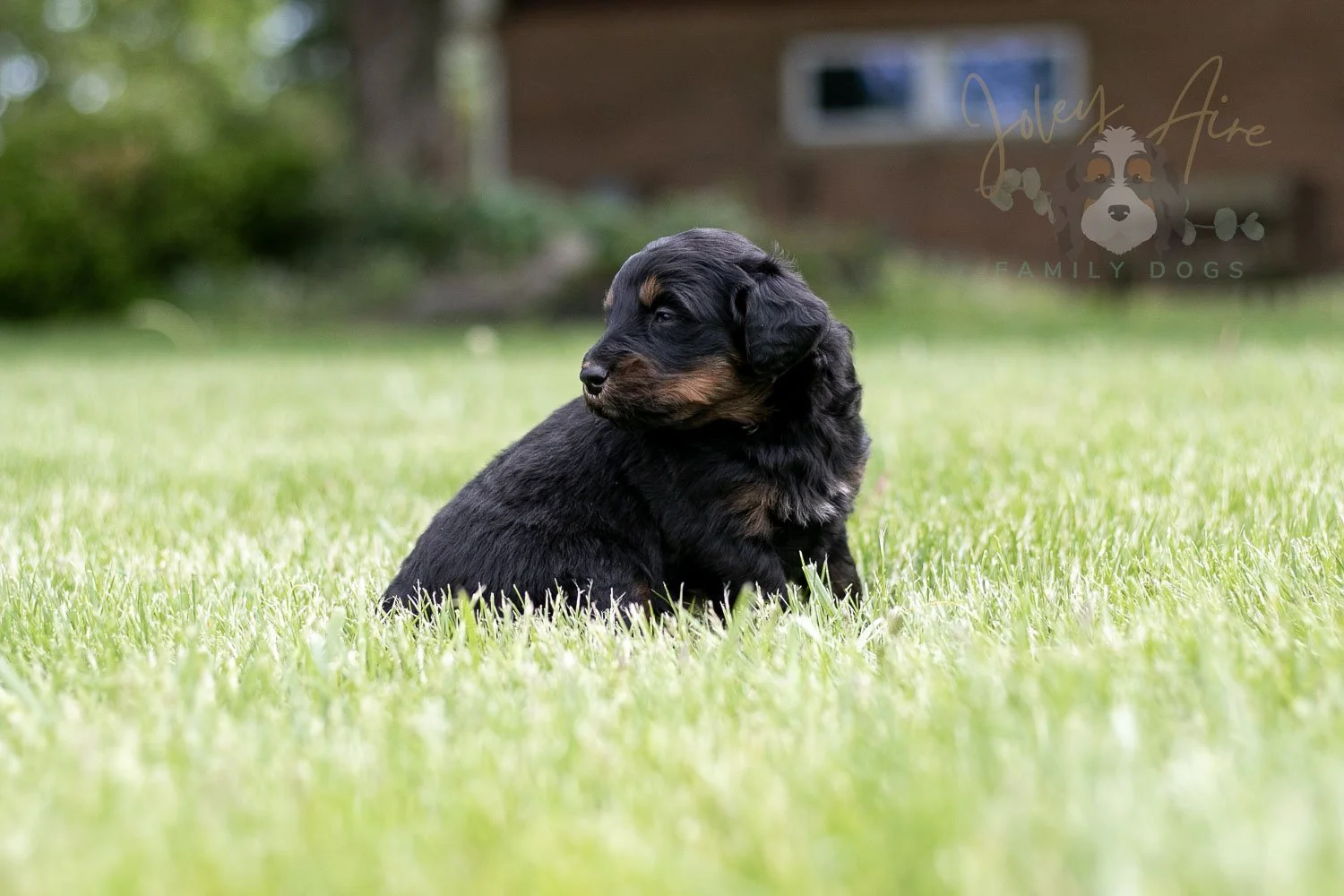 Piano Bernedoodle Puppy-37.jpg
