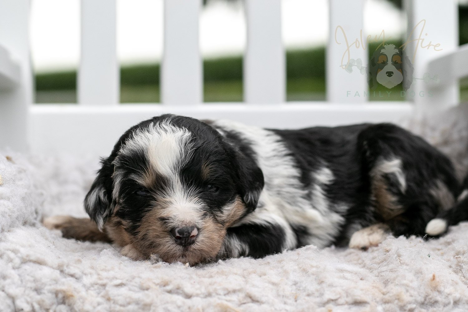 Artemisia Bernedoodle Puppy-666.jpg