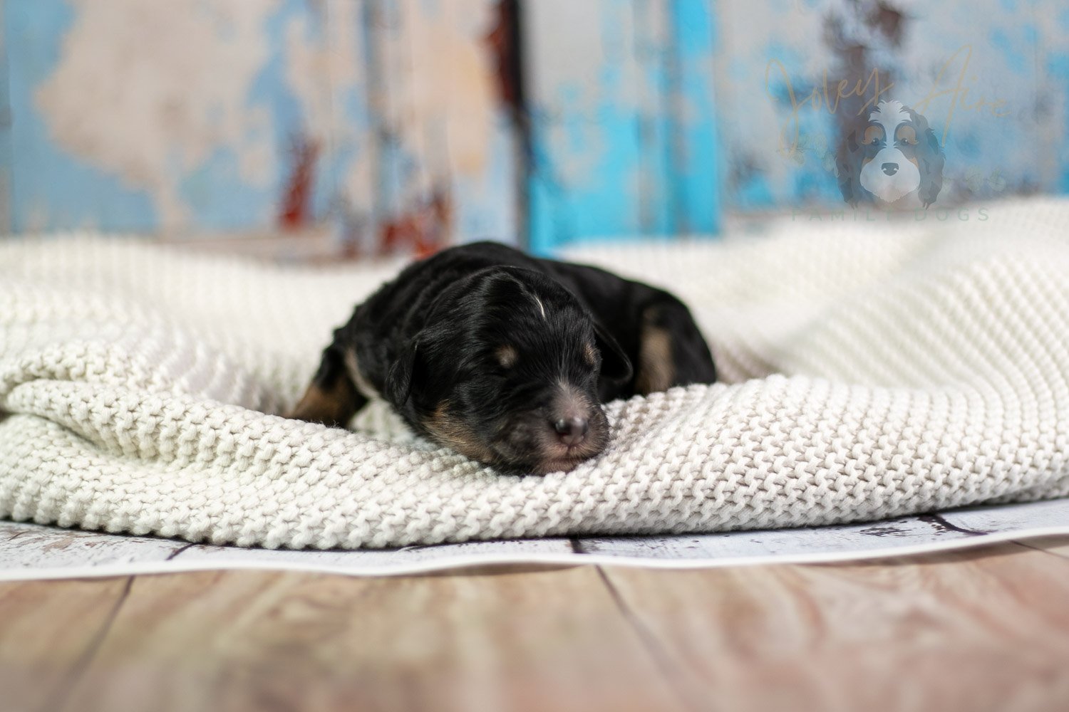 Georgia O'Keefe Bernedoodle Puppy-78.jpg