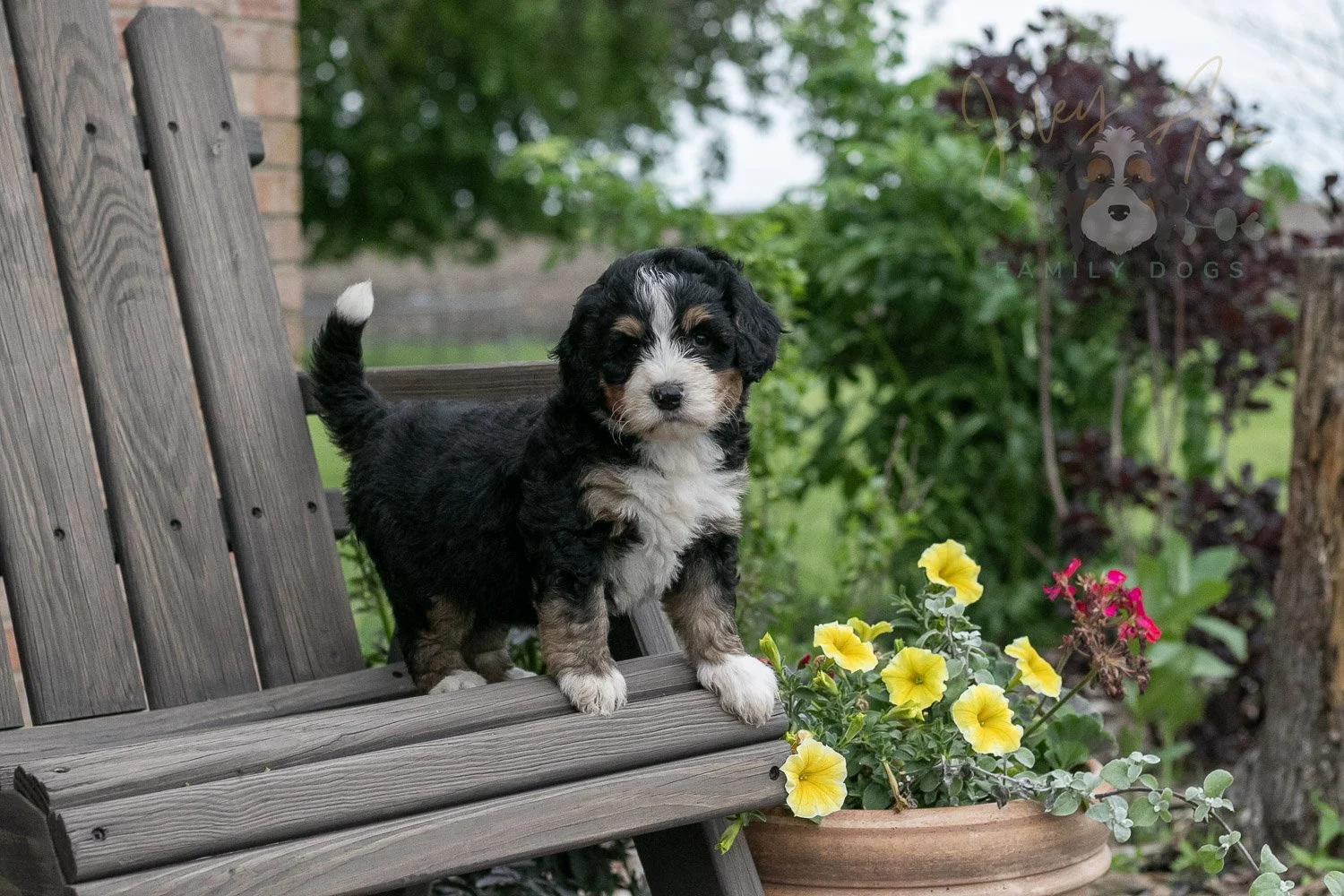 Trumpet Bernedoodle Puppy-6.jpg