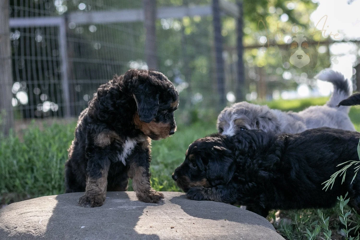 Banjo Bernedoodle Puppy-29.jpg