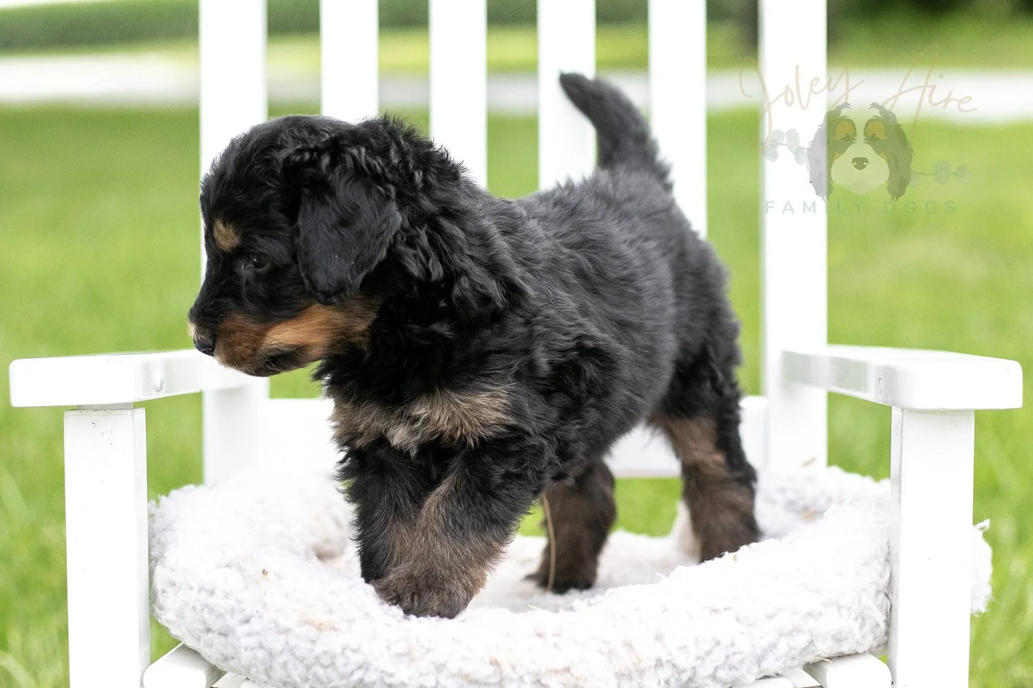 Gilbert Bernedoodle Puppy-875.jpg