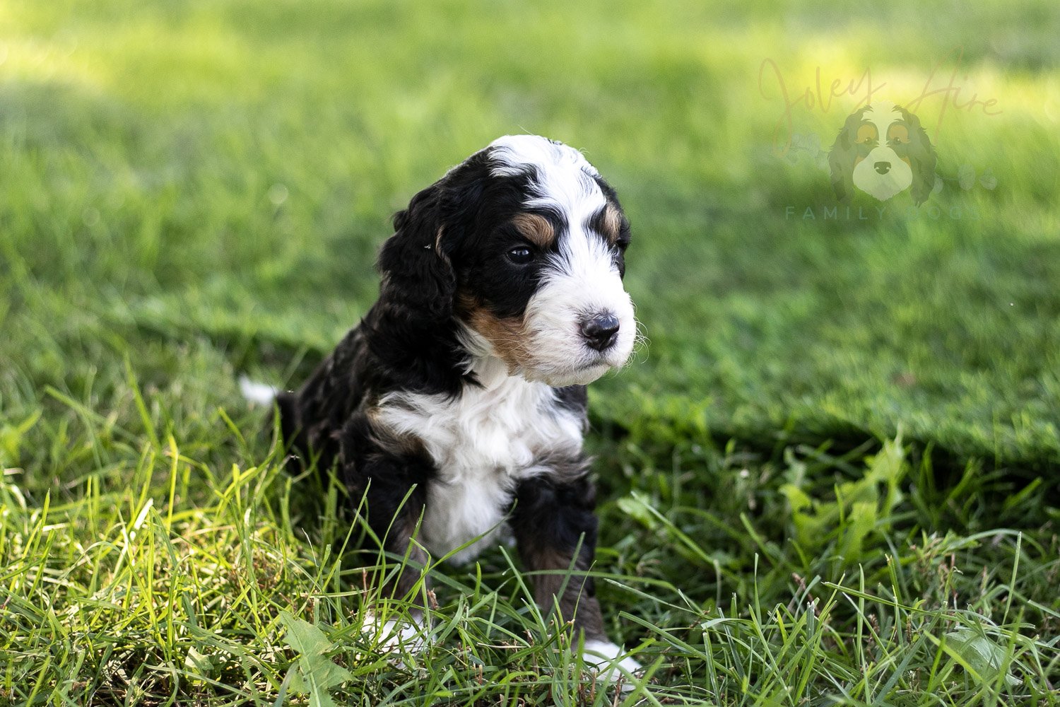 Yellowstone Bernedoodle Puppy-409.jpg