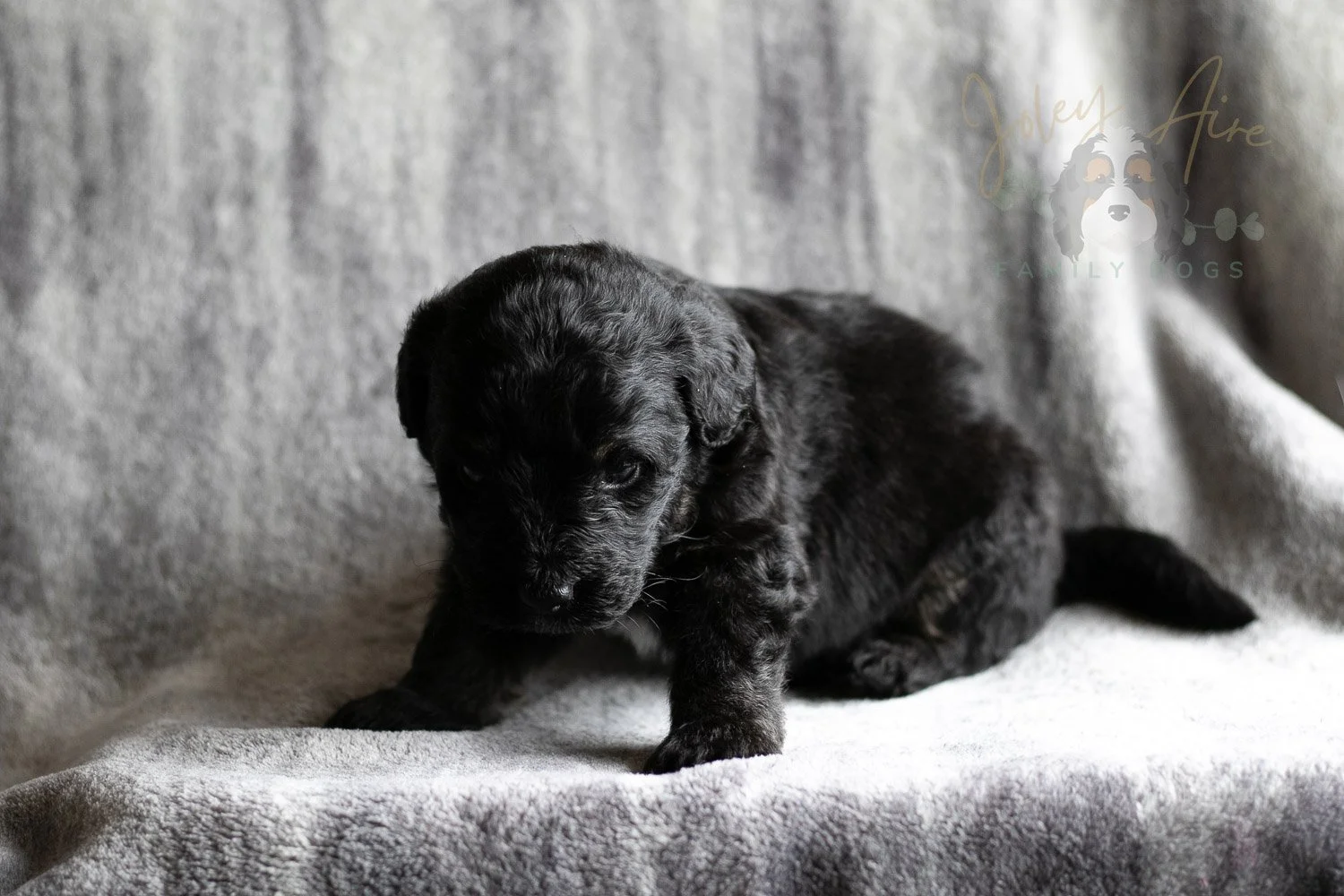 Andy Warhol Bernedoodle Puppy-115.jpg